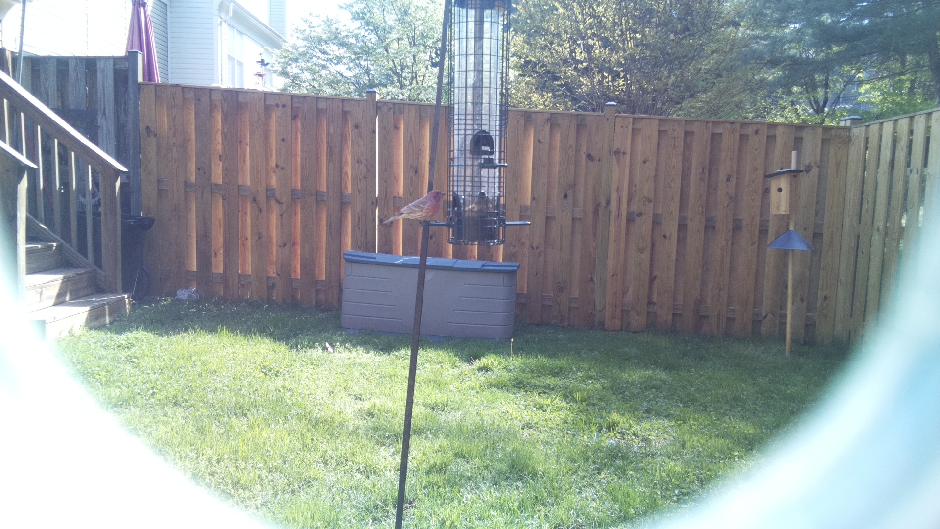 House Finch