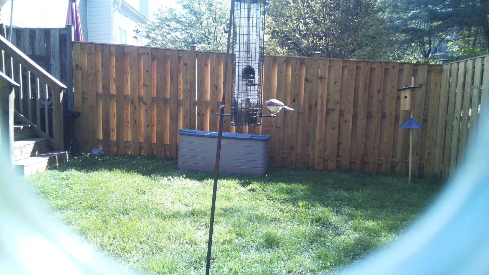 Jacobin Pigeon