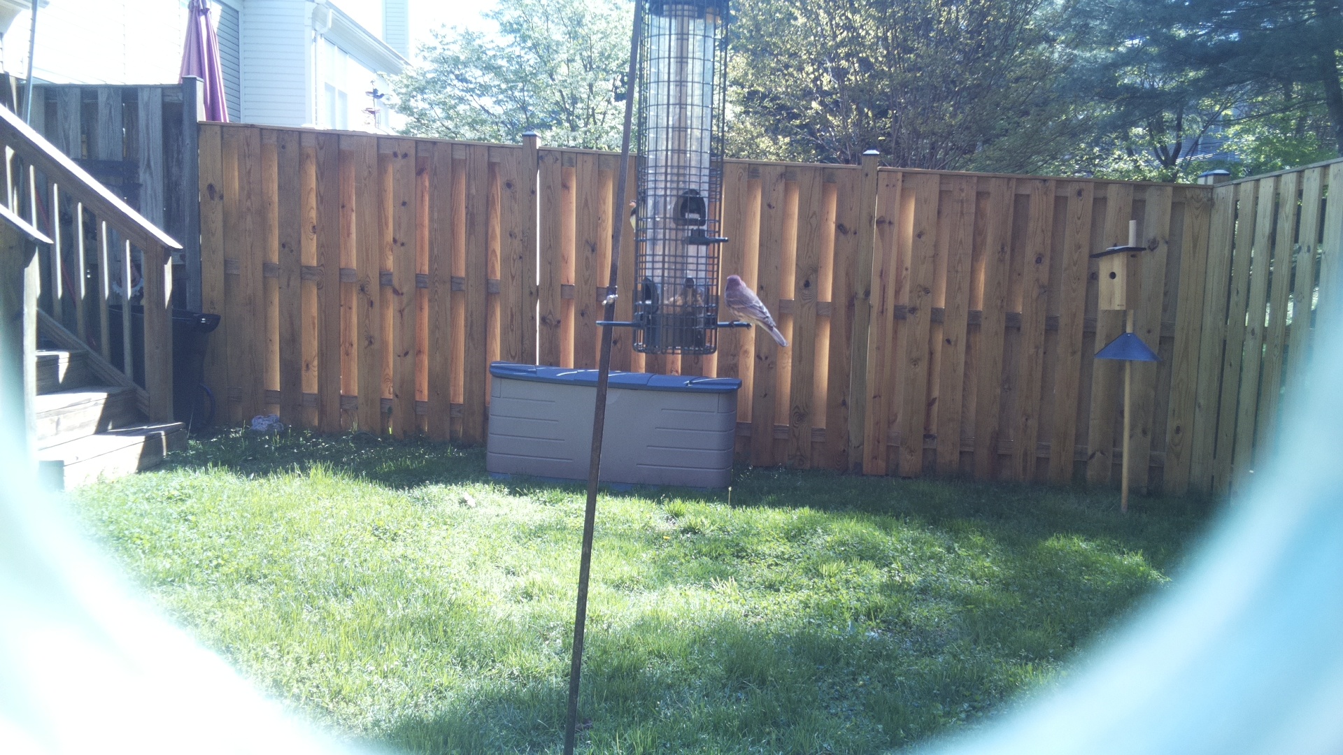 Common House Martin