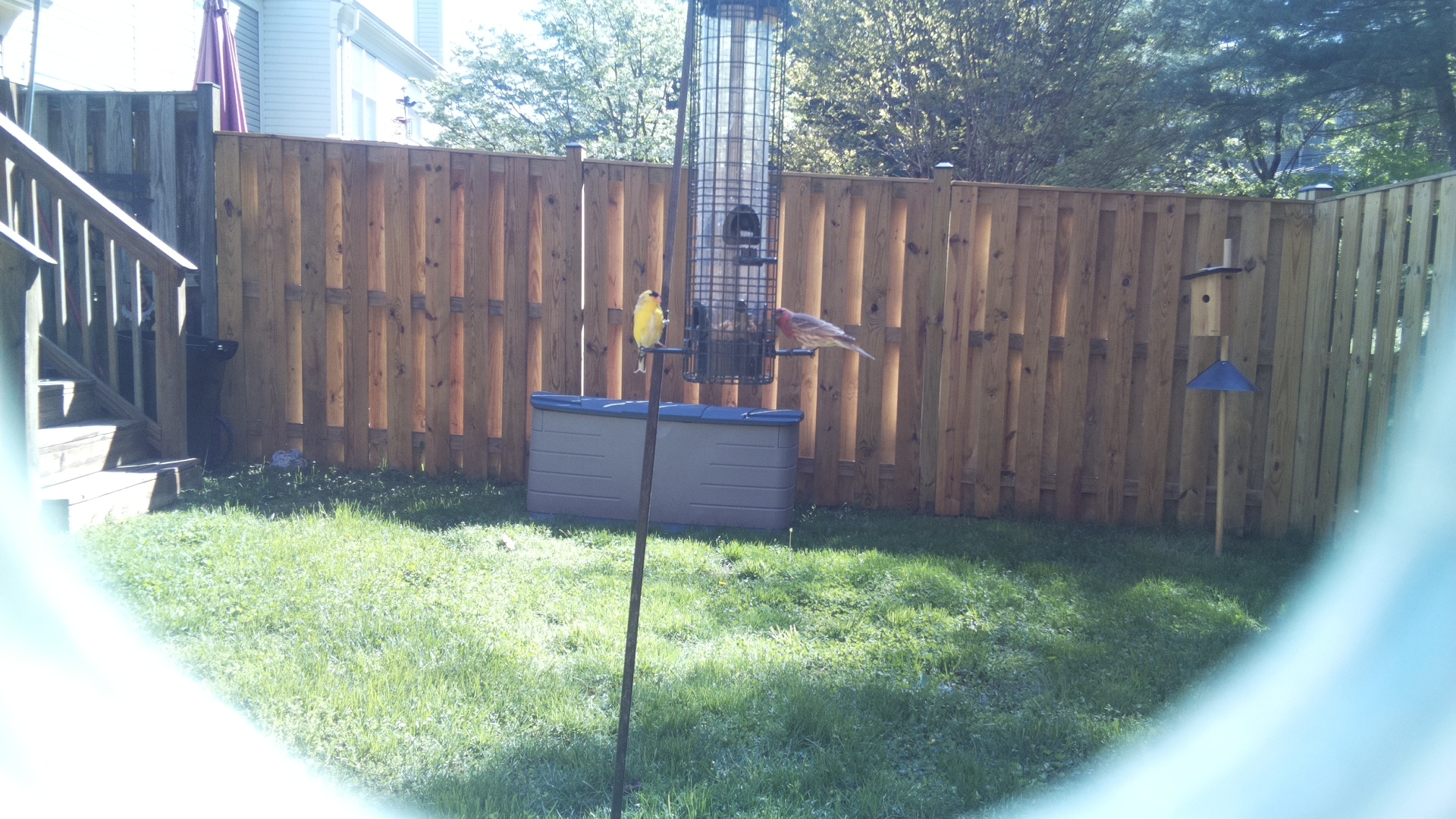 Canary