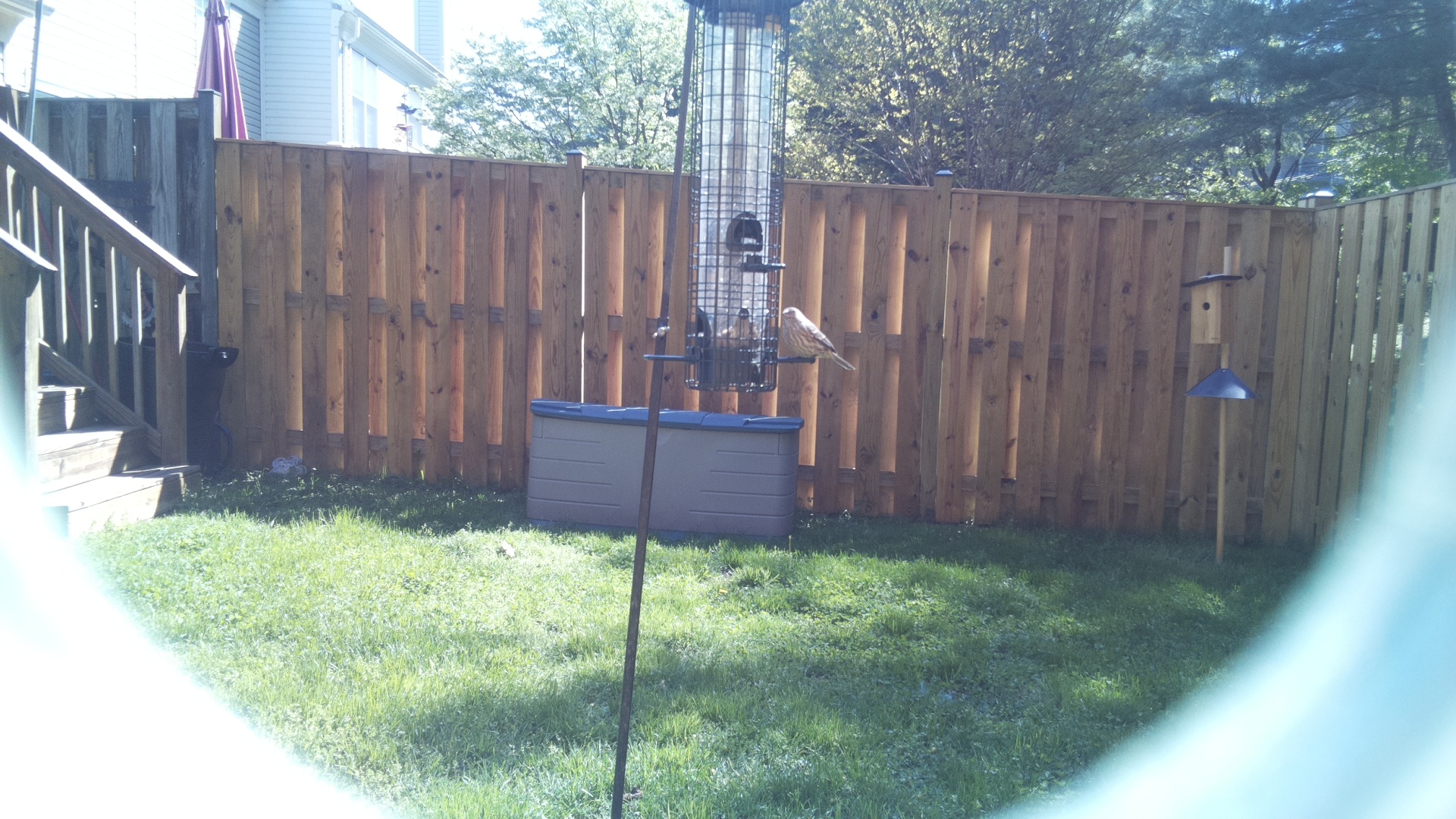 Jacobin Pigeon