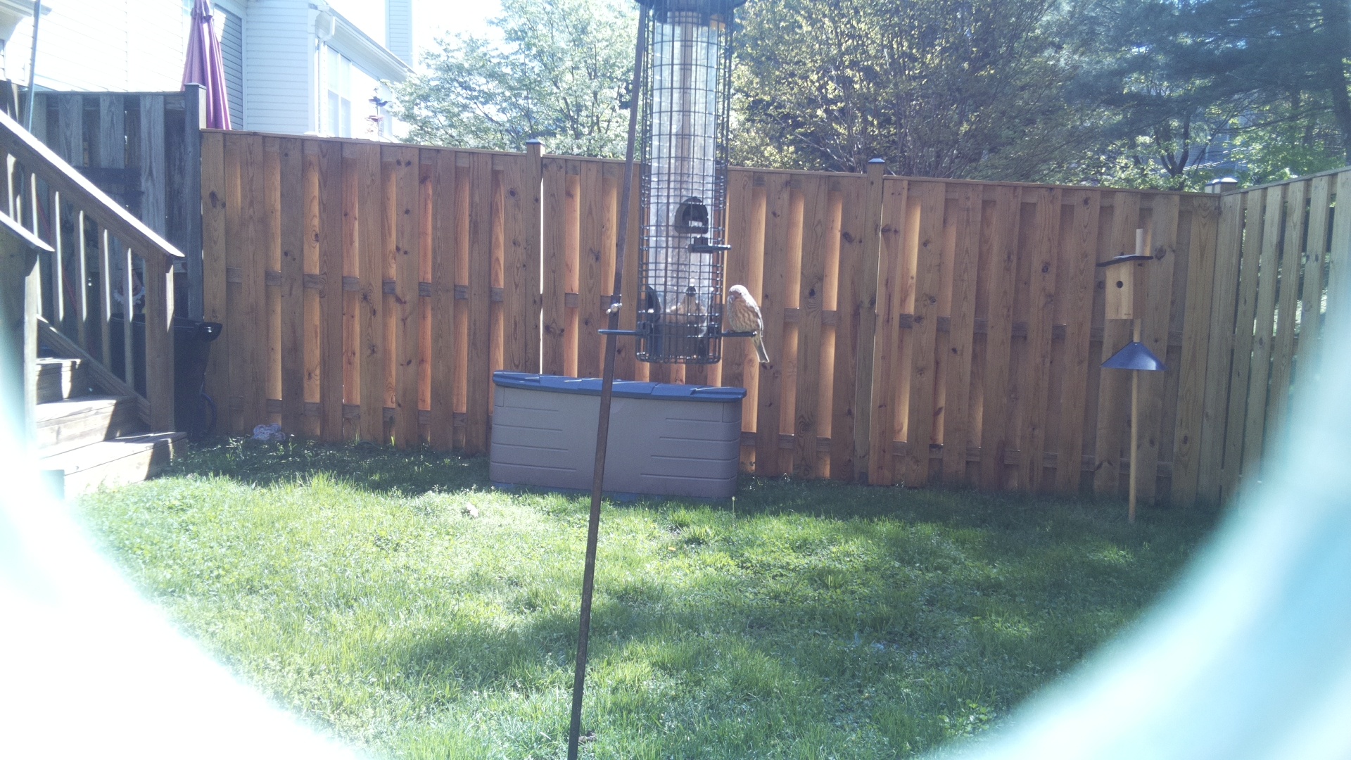 Jacobin Pigeon