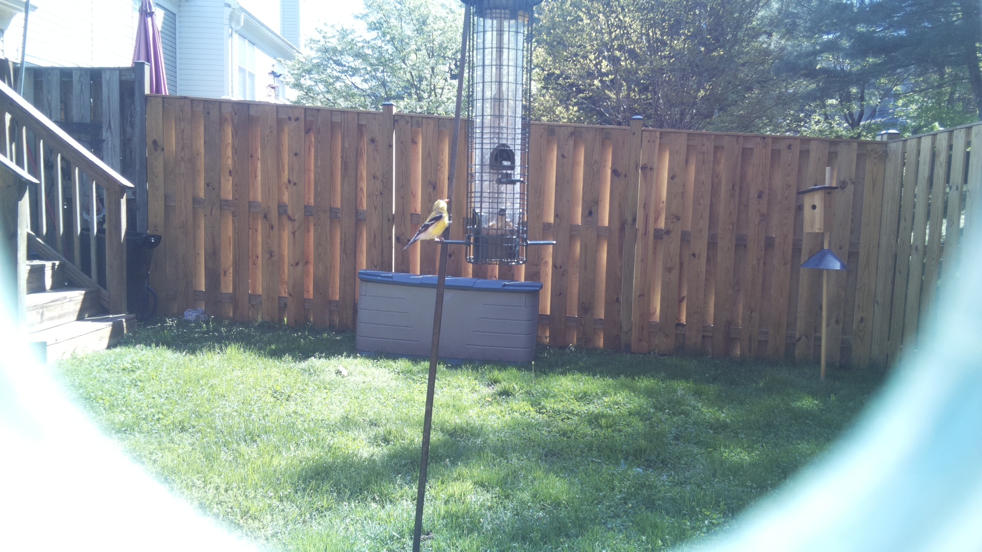 Canary