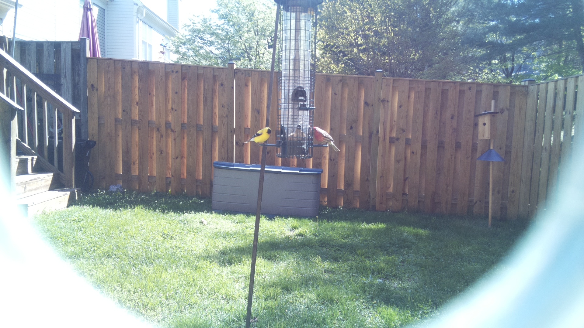 Altamira Yellowthroat