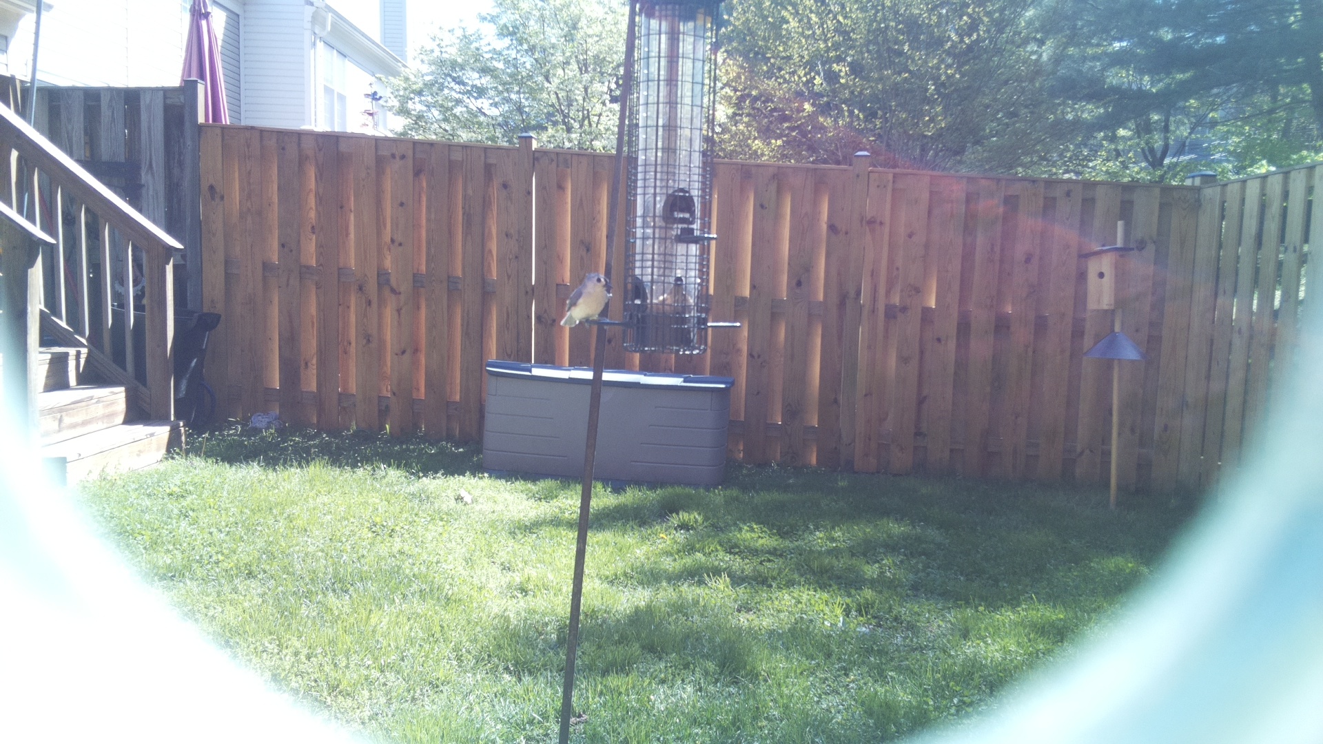 Jacobin Pigeon