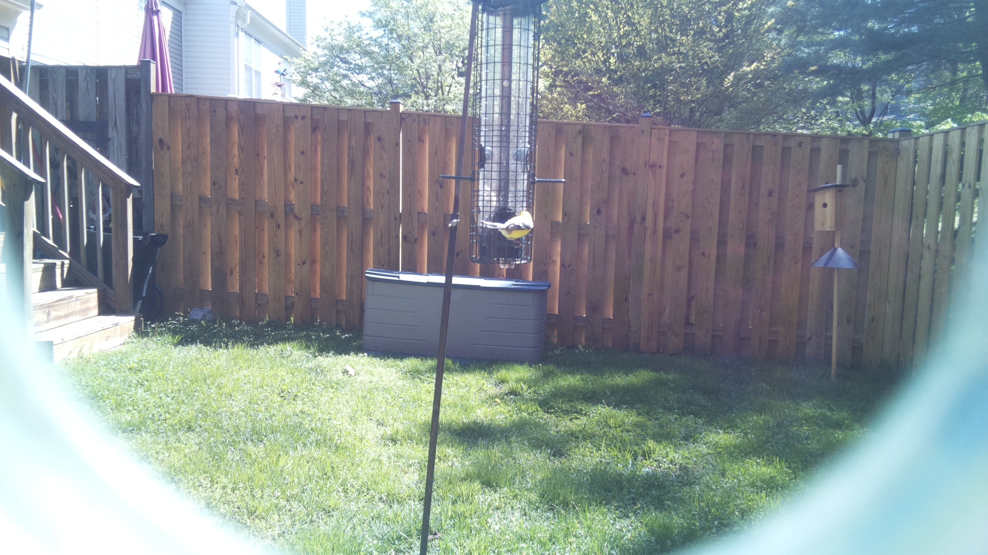Jacobin Pigeon
