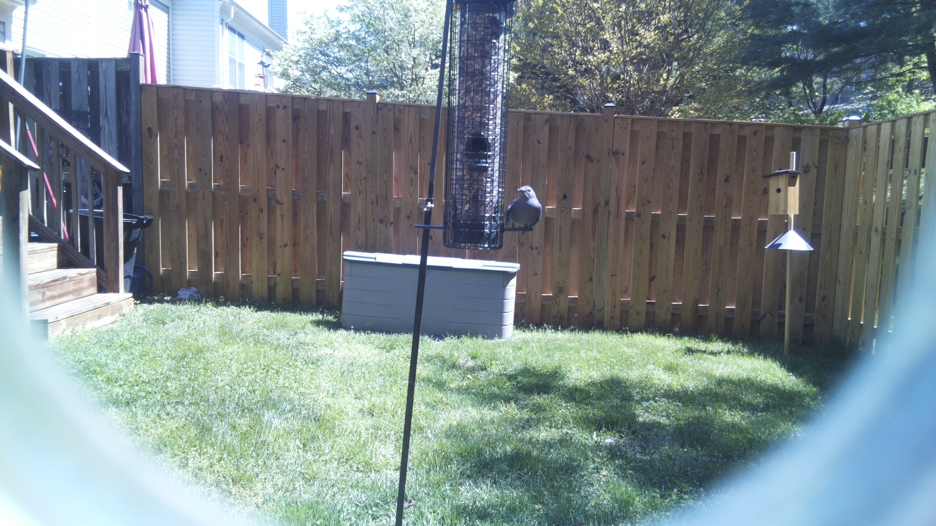 Clarks Nutcracker
