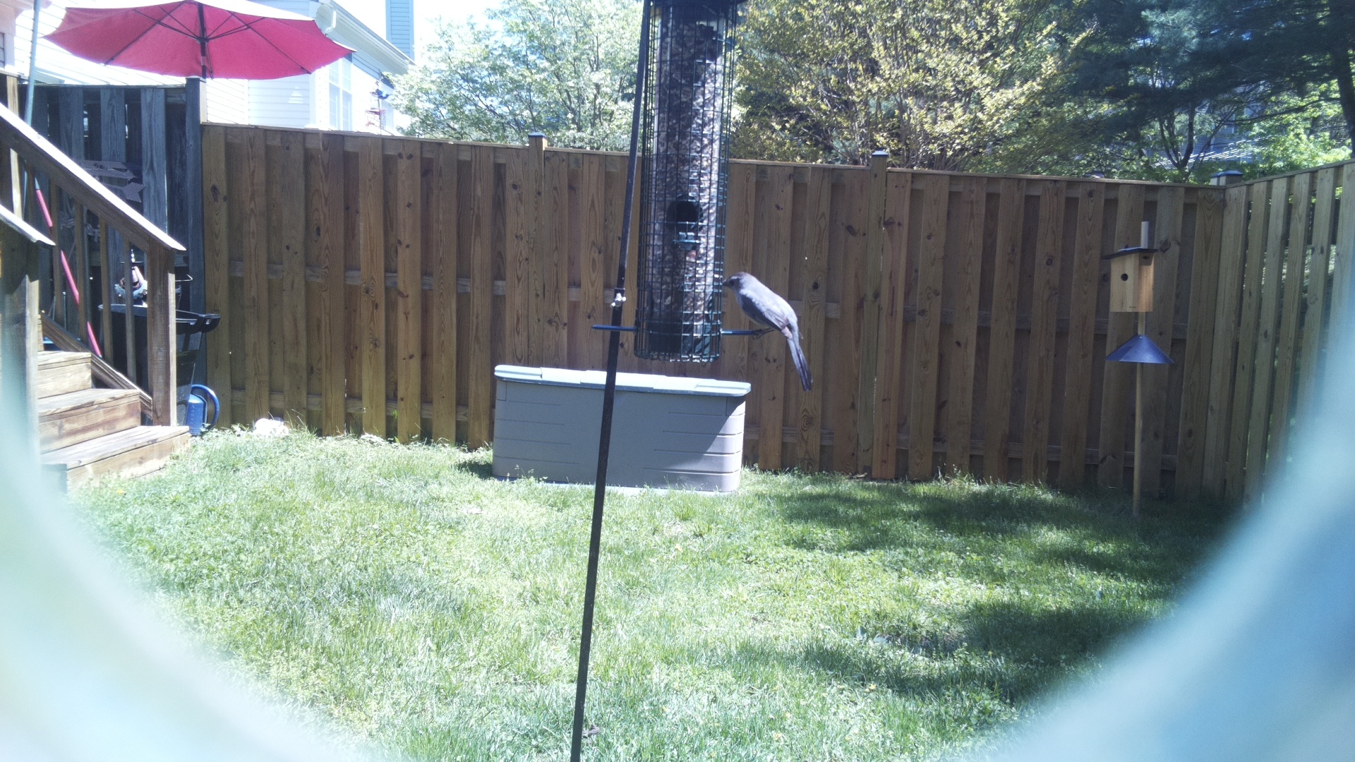Grey Cuckooshrike