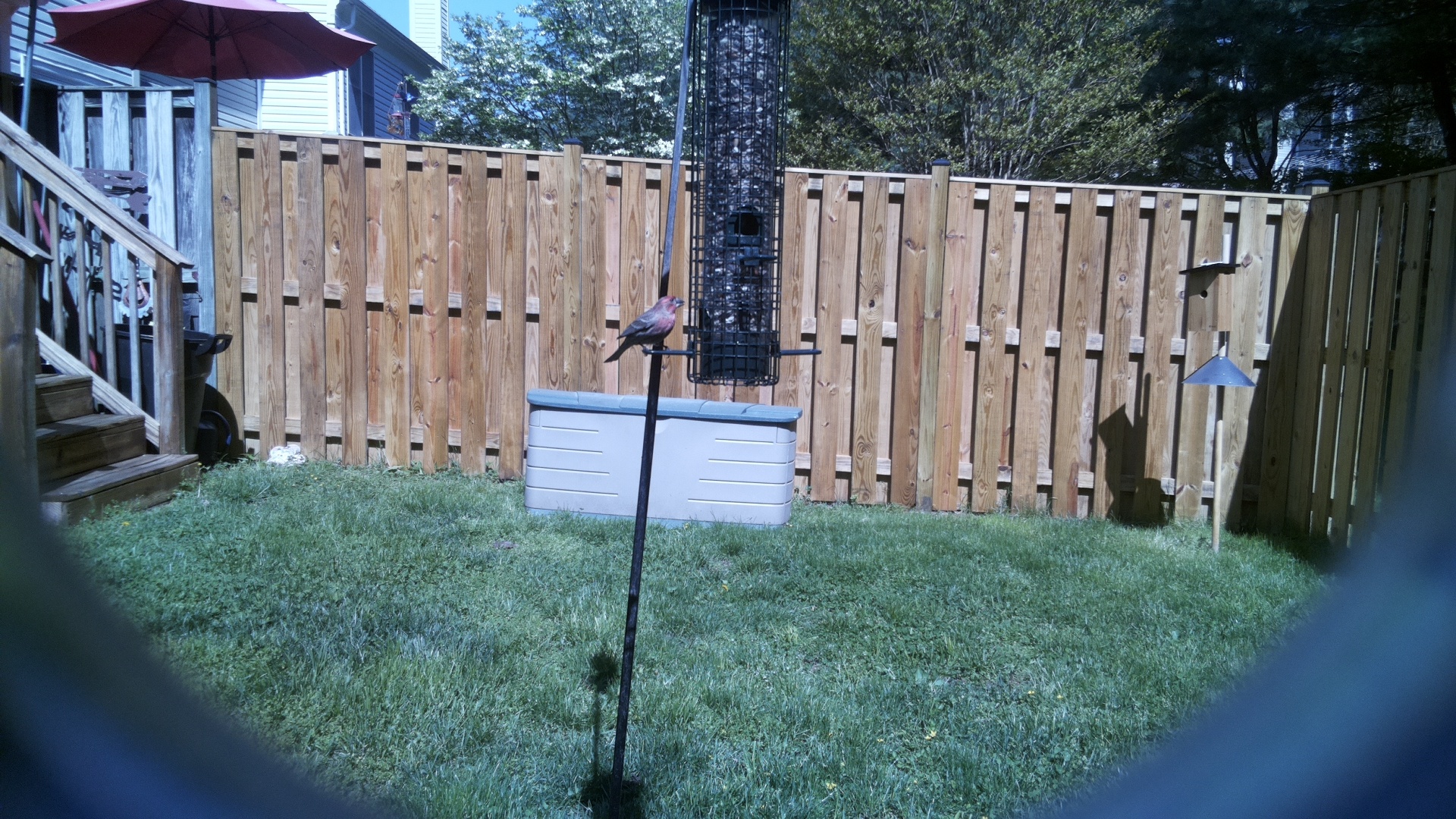 Brown Headed Cowbird