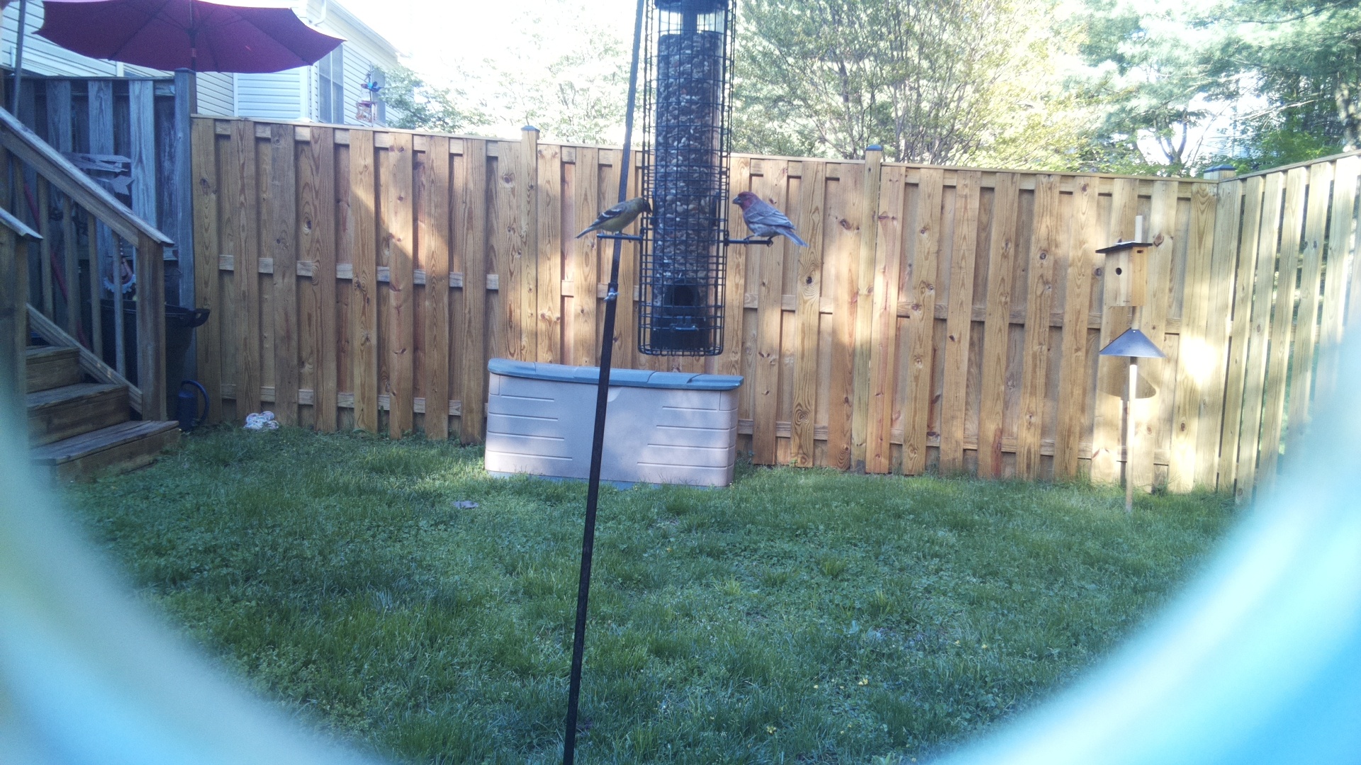Blue Grosbeak