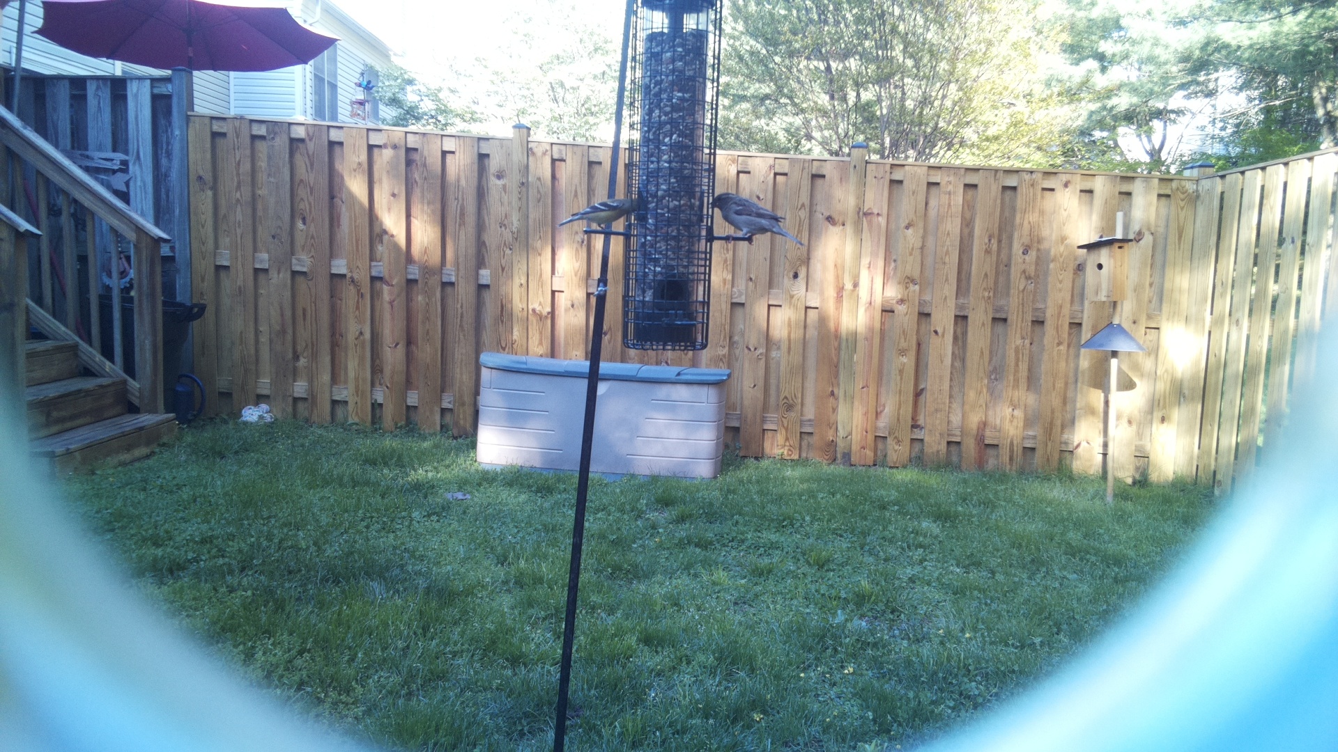 Crane Hawk