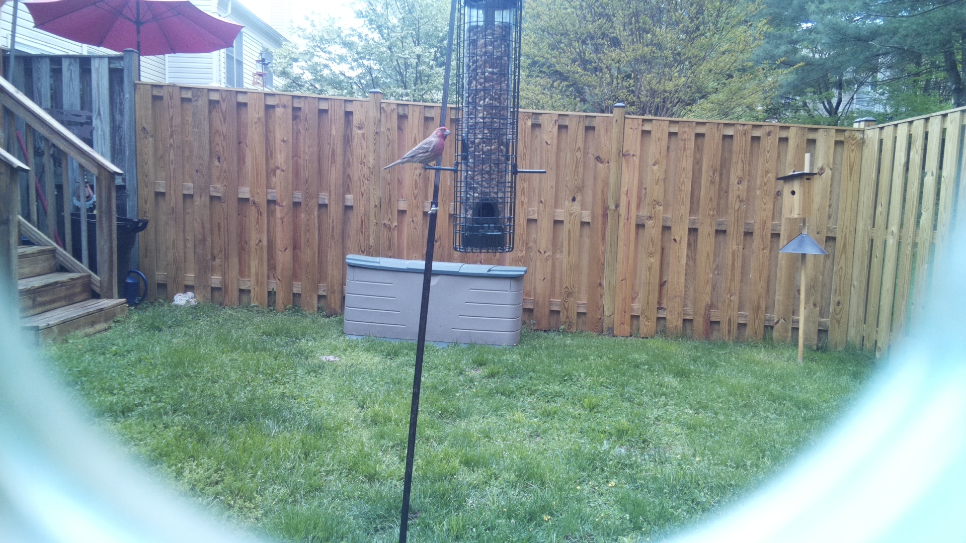 House Finch