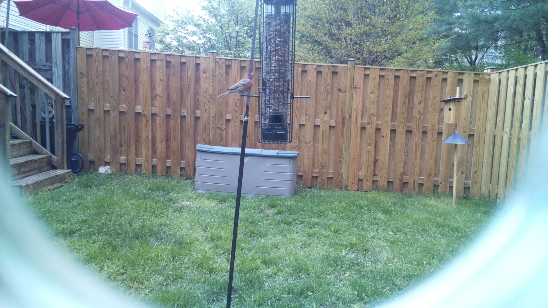 House Finch