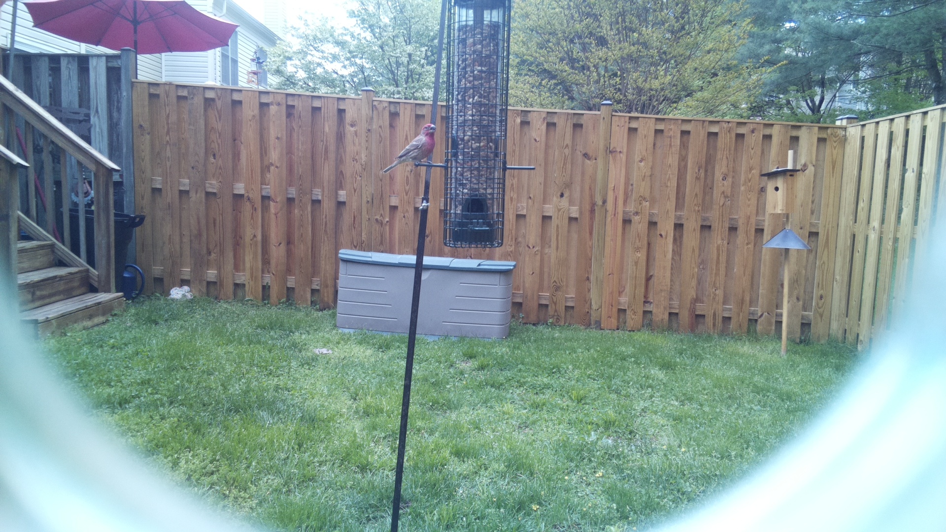 House Finch