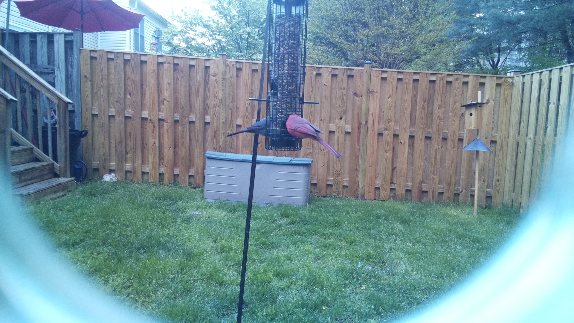 Roseate Spoonbill