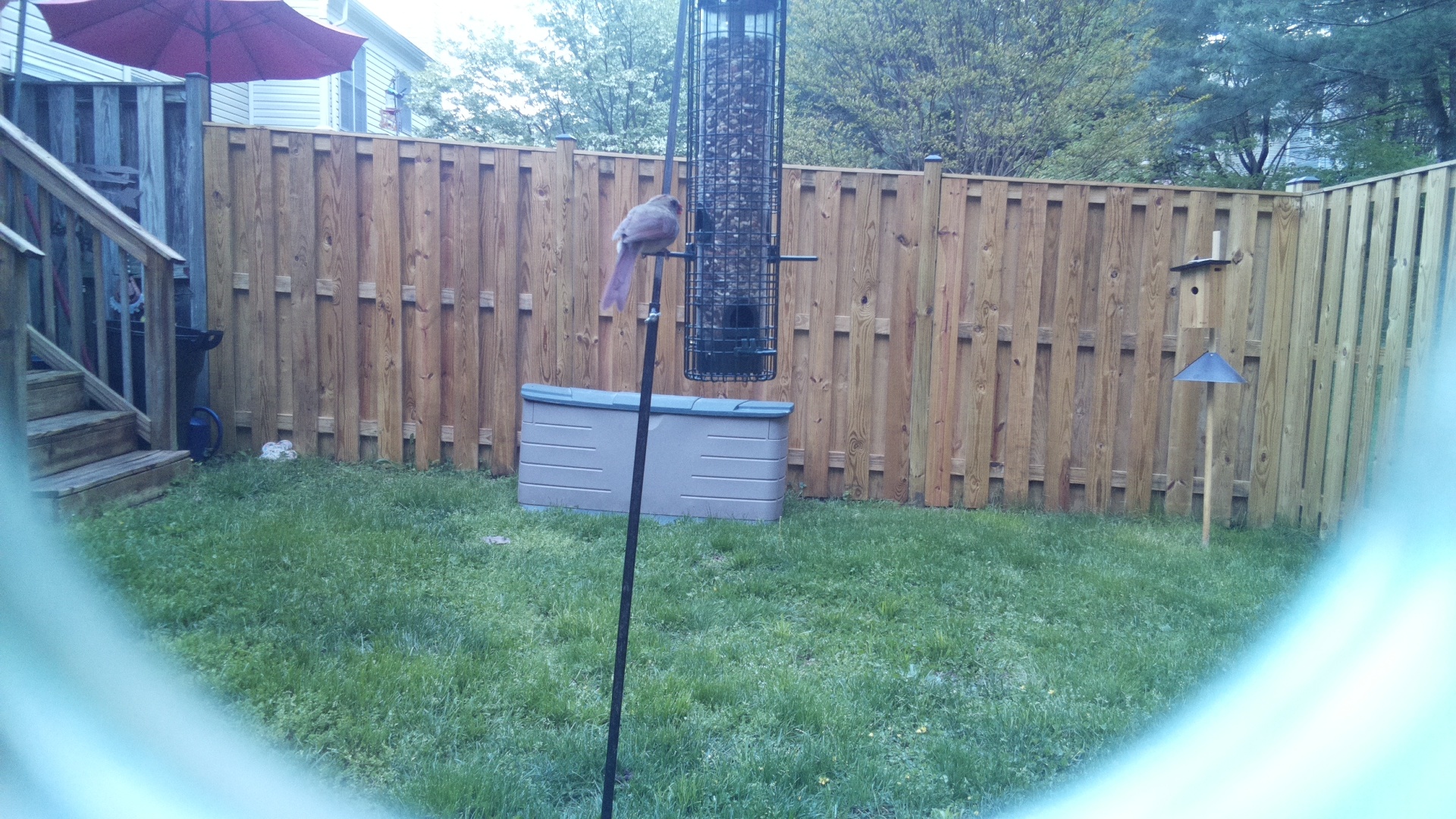 Crested Coua