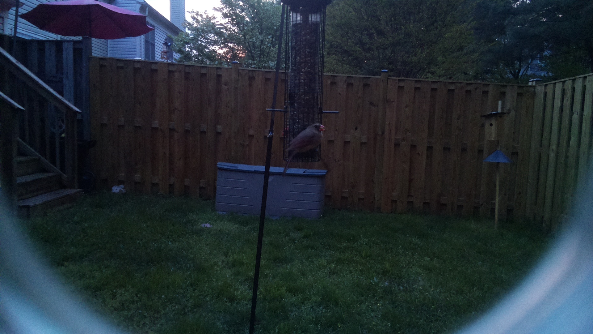 Unknown Bird