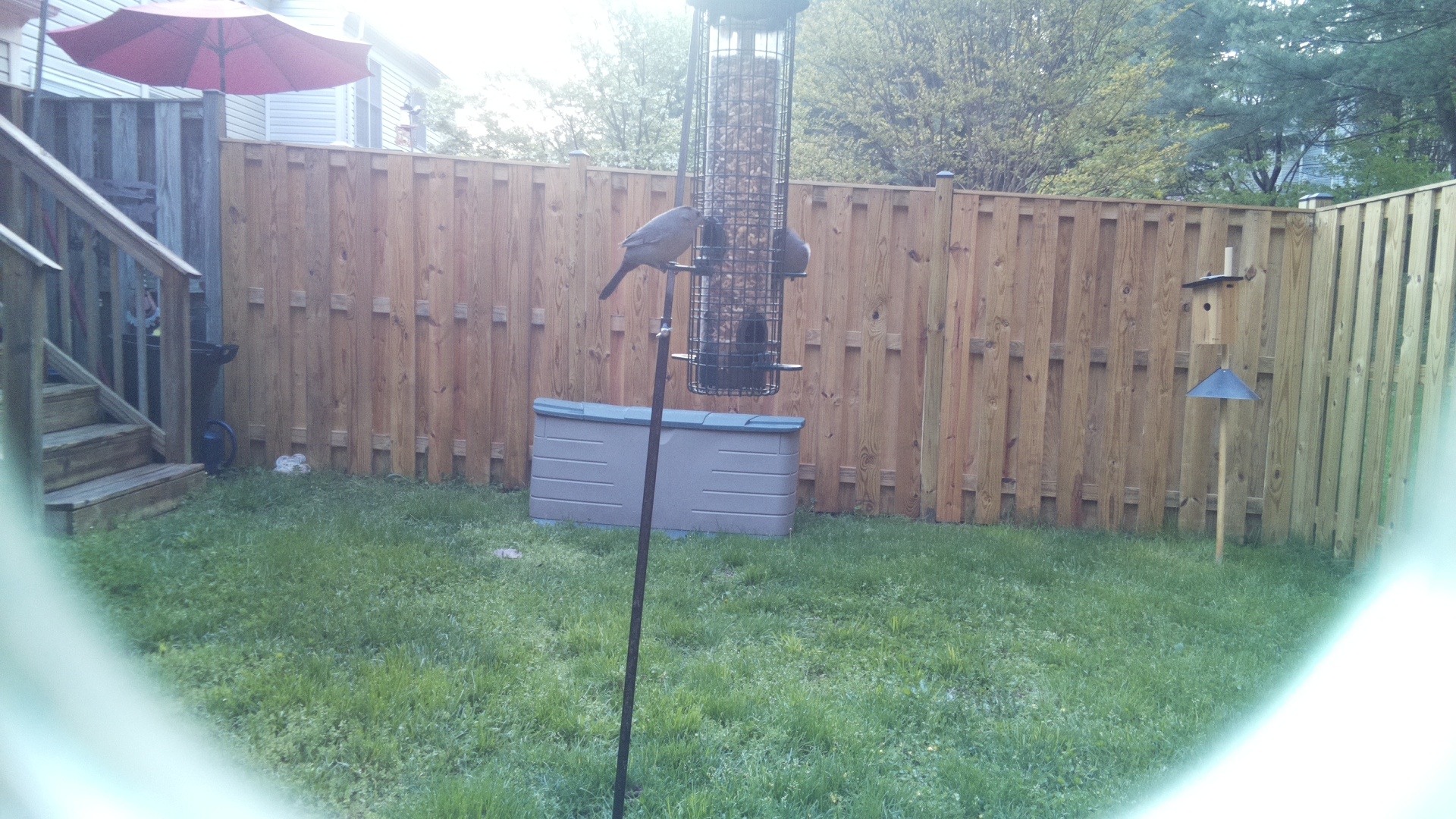 Crane Hawk