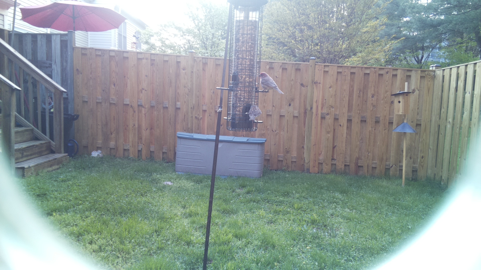 House Finch