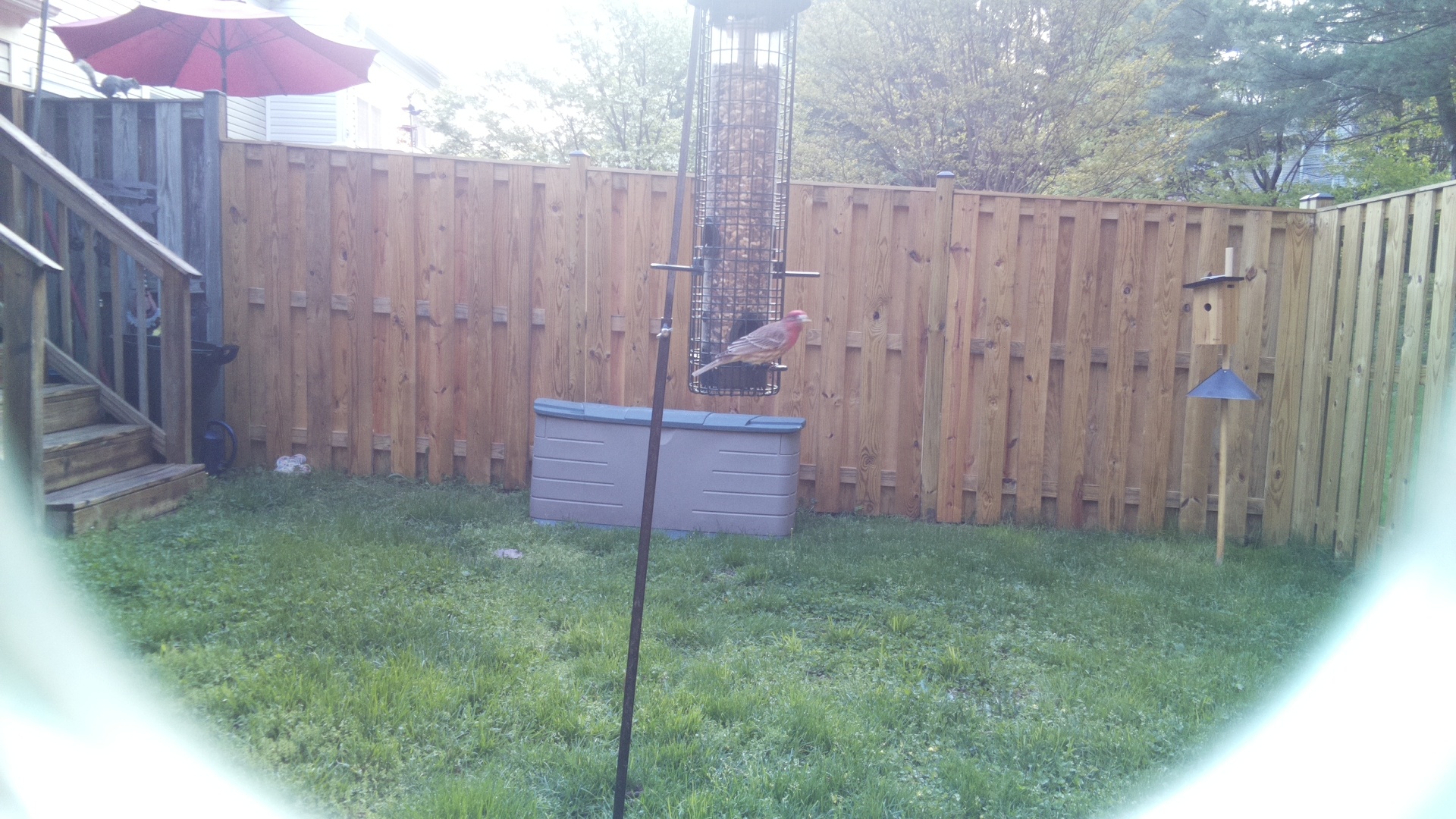 House Finch