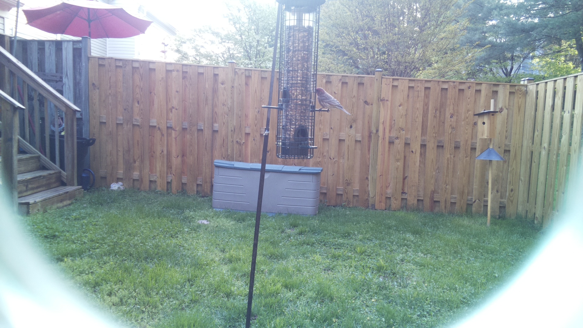 House Finch