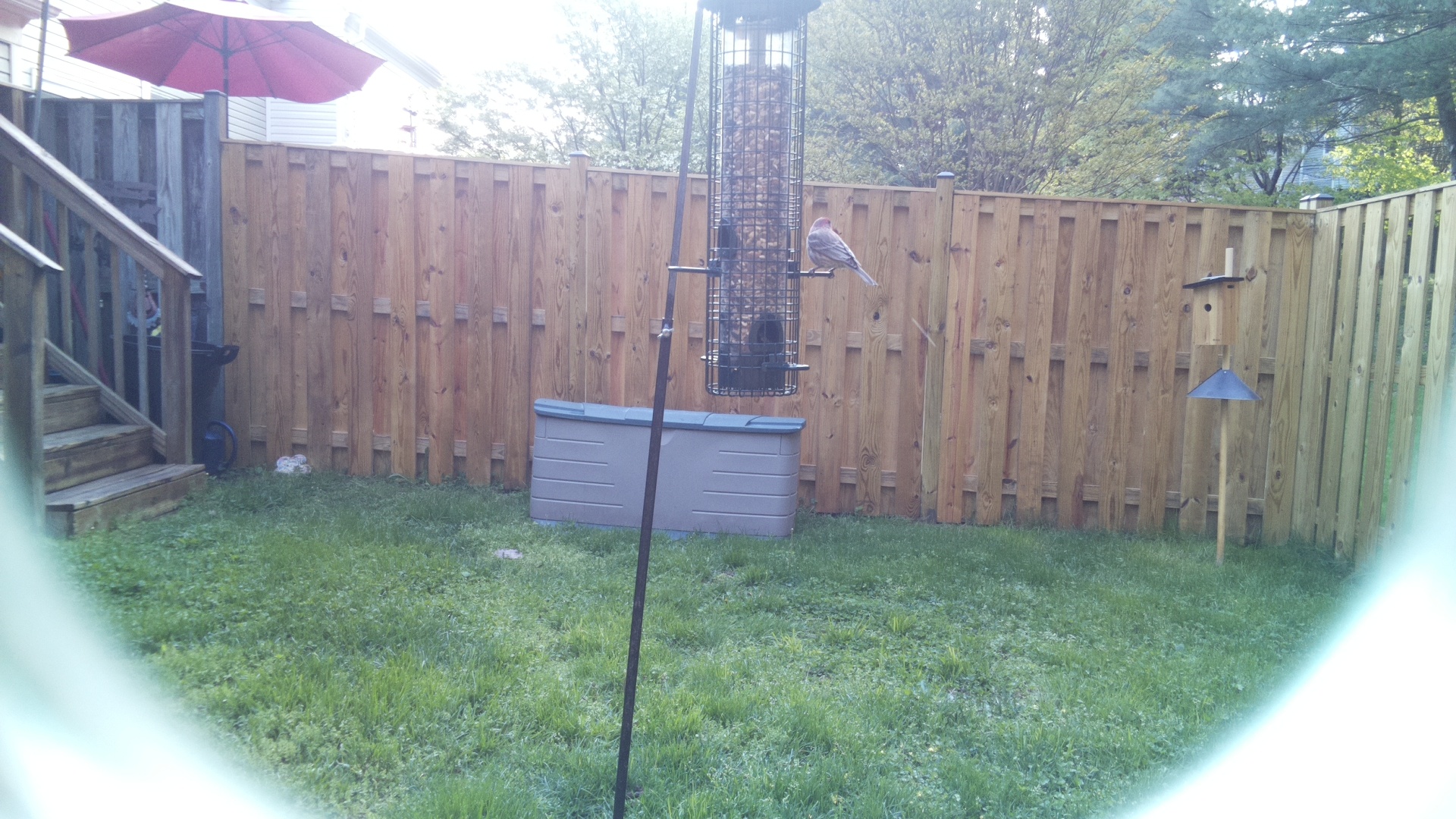 Gray Kingbird