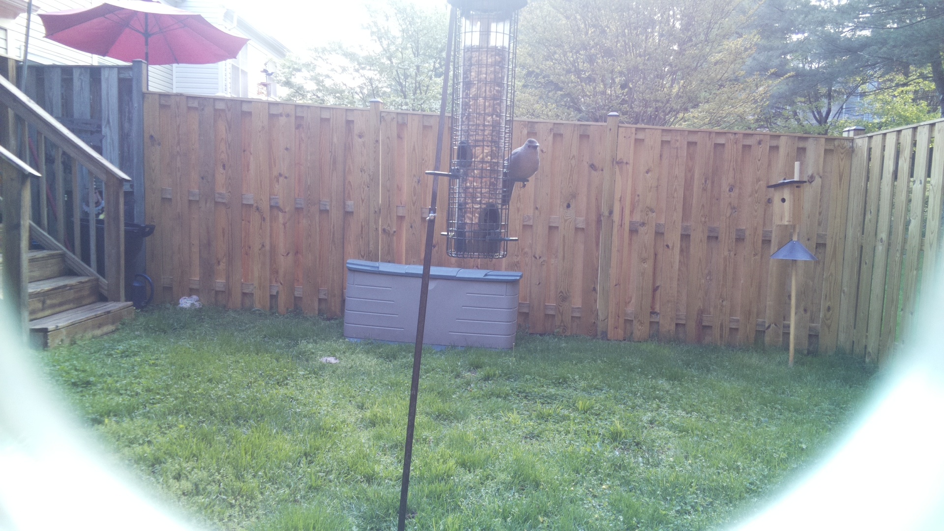 Gyrfalcon