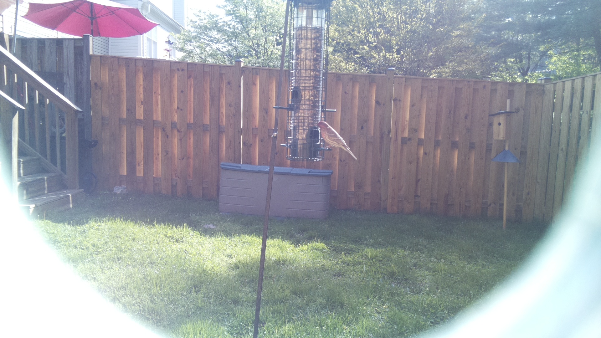 Purple Finch