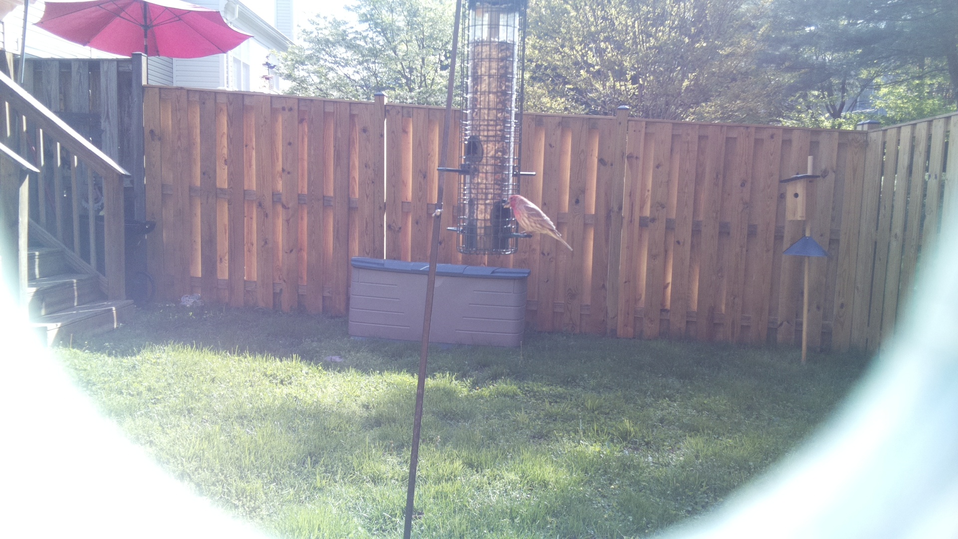 Purple Finch