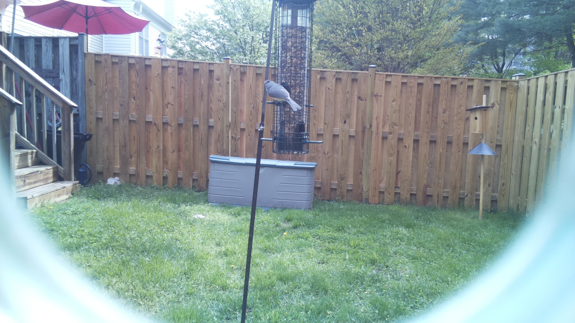 Crested Coua