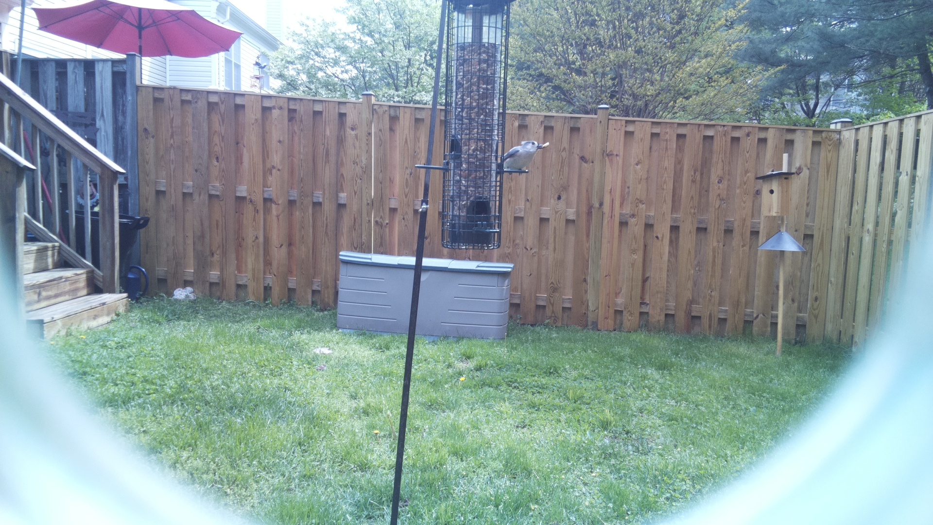 Clarks Nutcracker