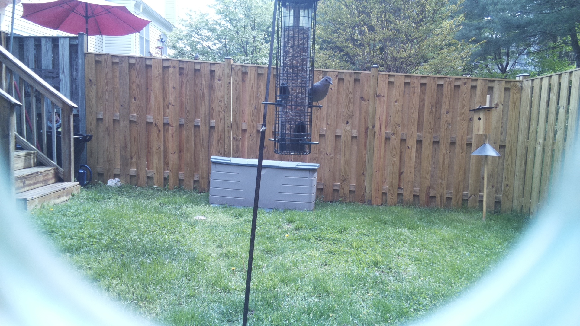 Brewers Blackbird
