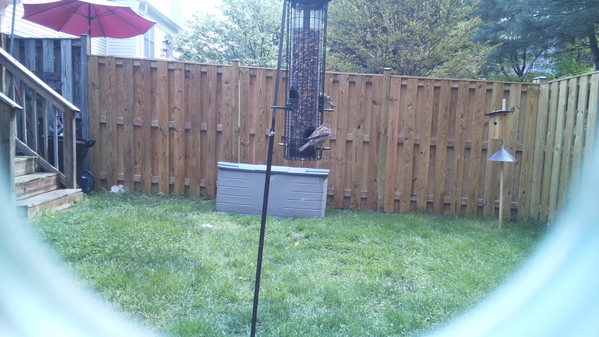 Jacobin Pigeon