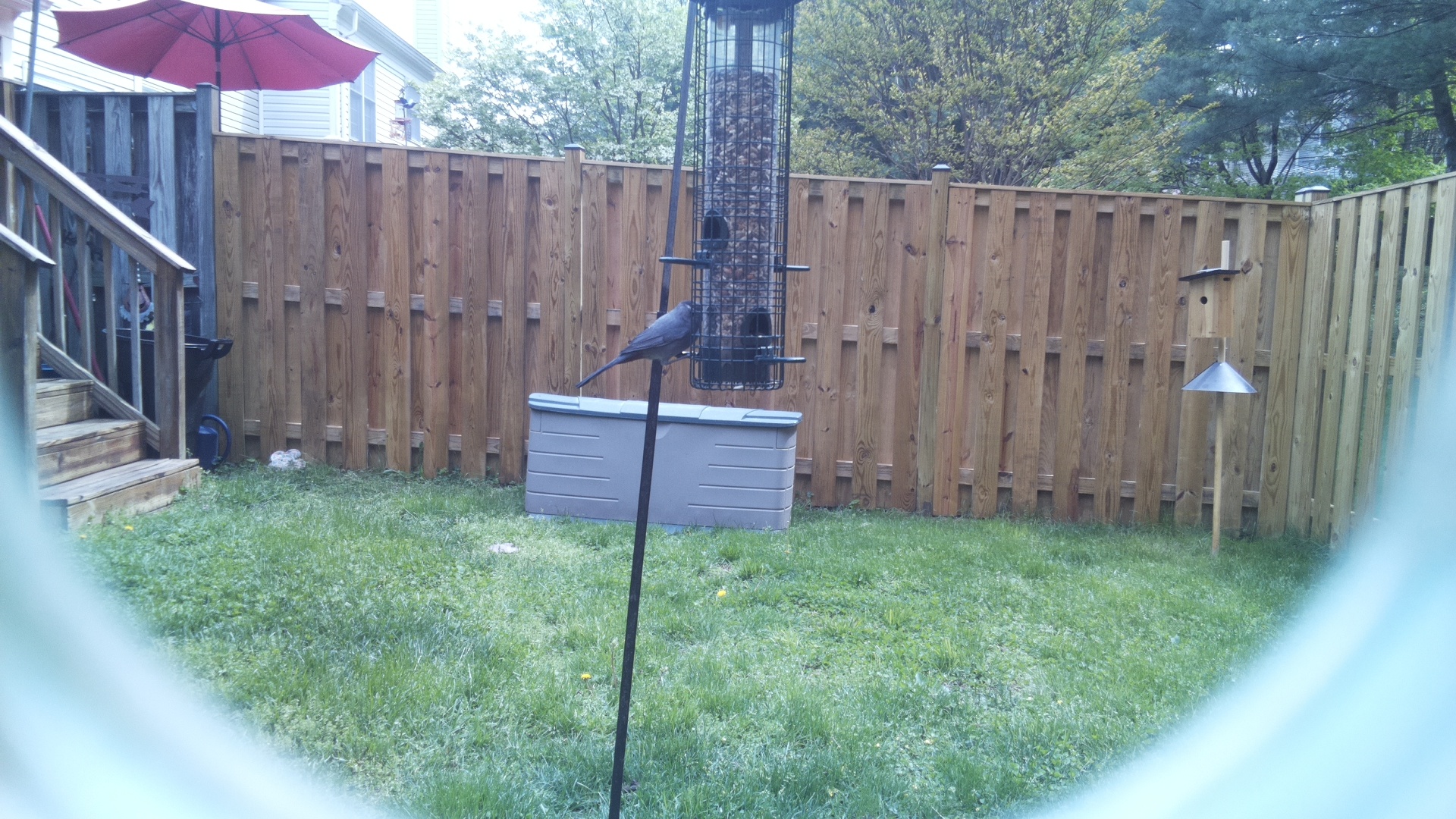 Crane Hawk
