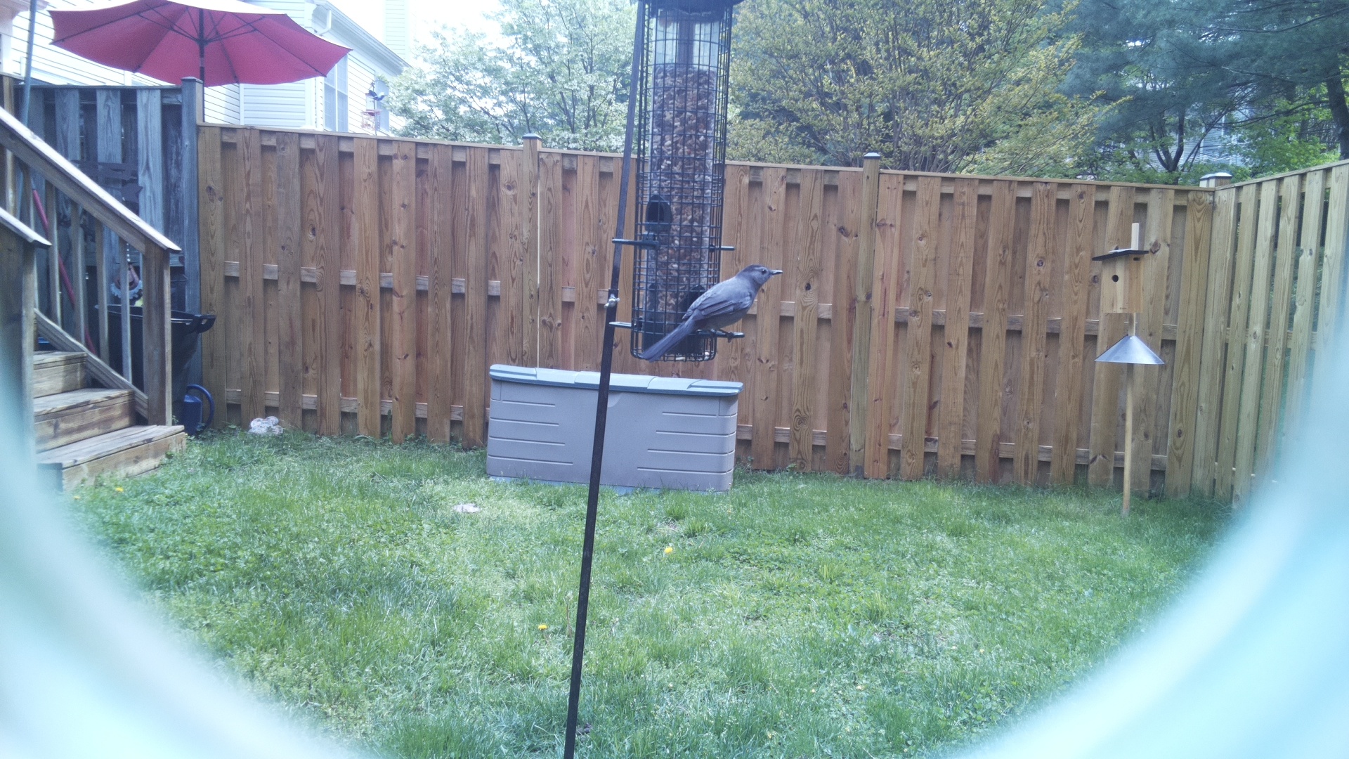 Gray Catbird