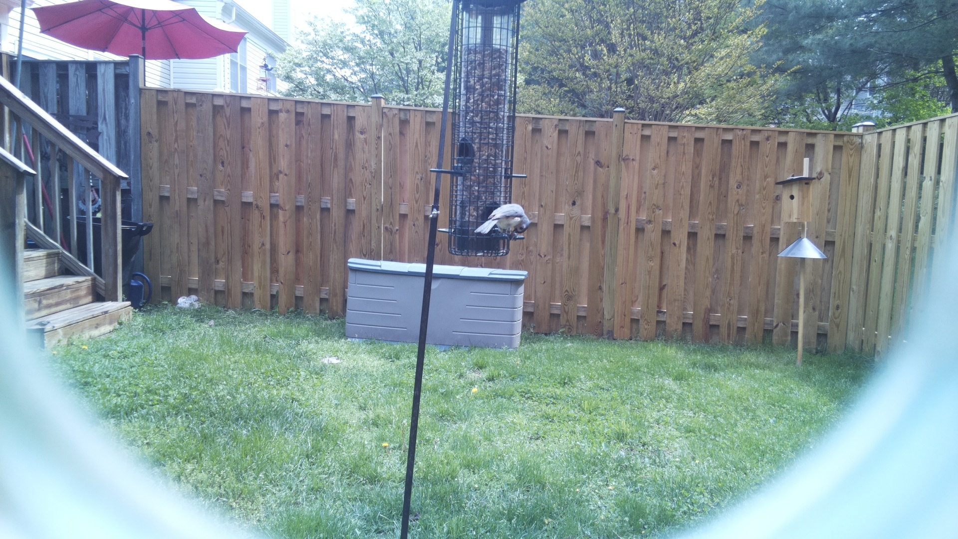 Jacobin Pigeon