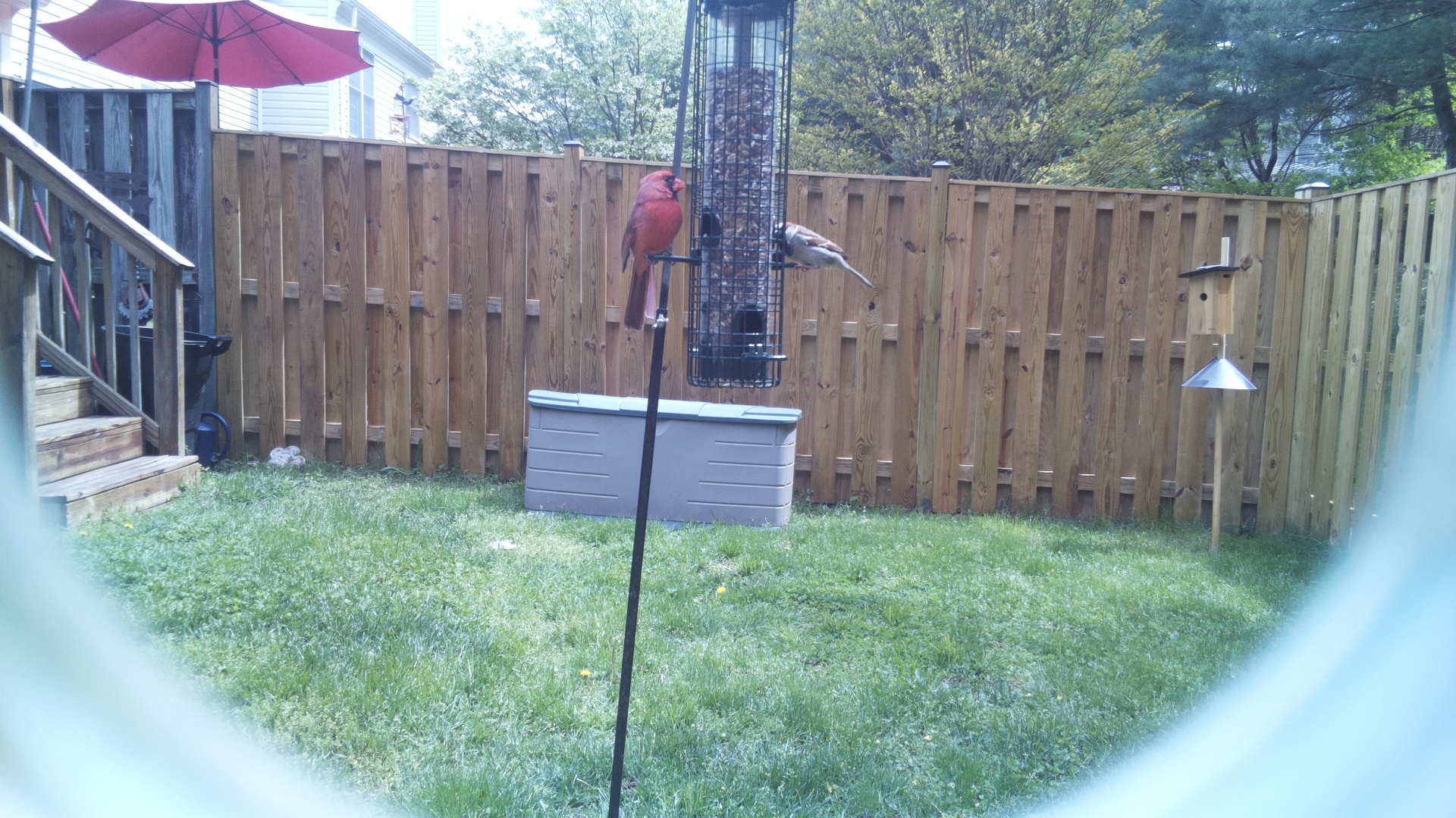 American Flamingo