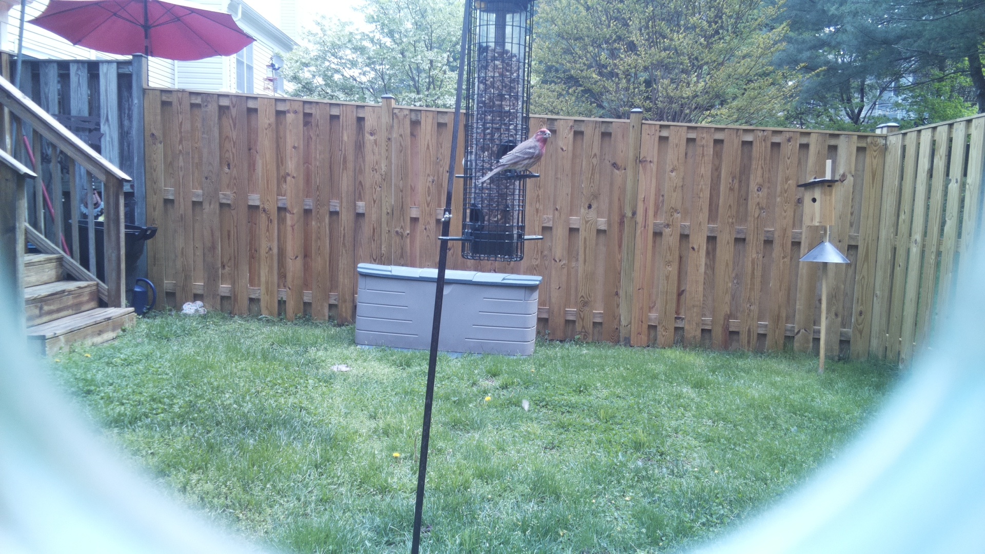 House Finch
