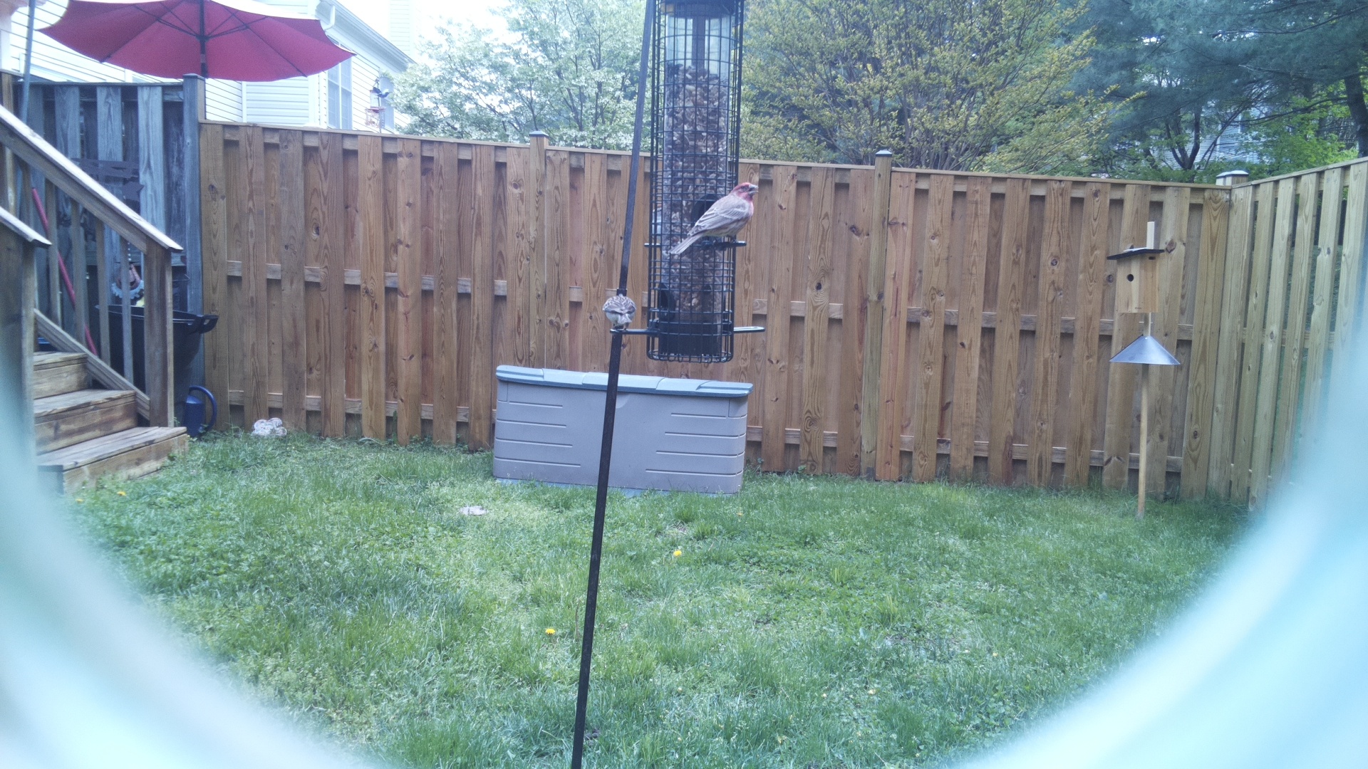 House Finch