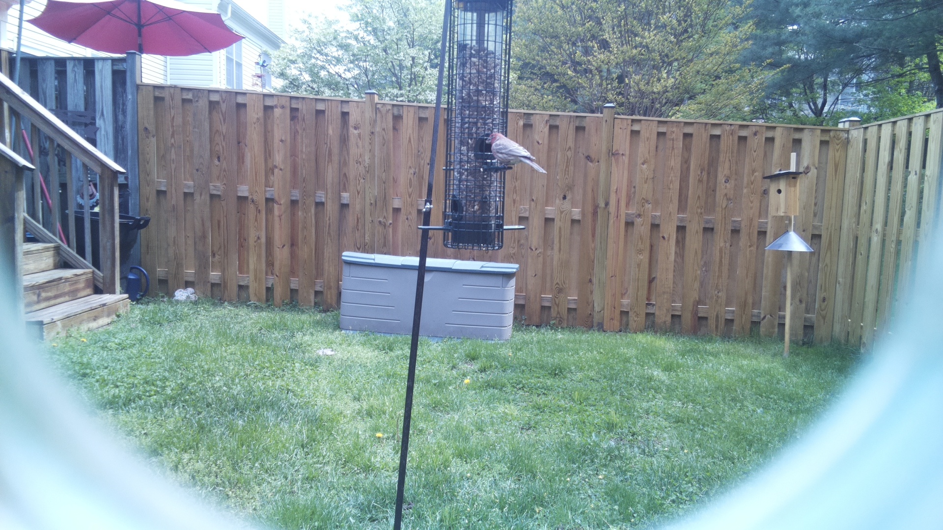 House Finch