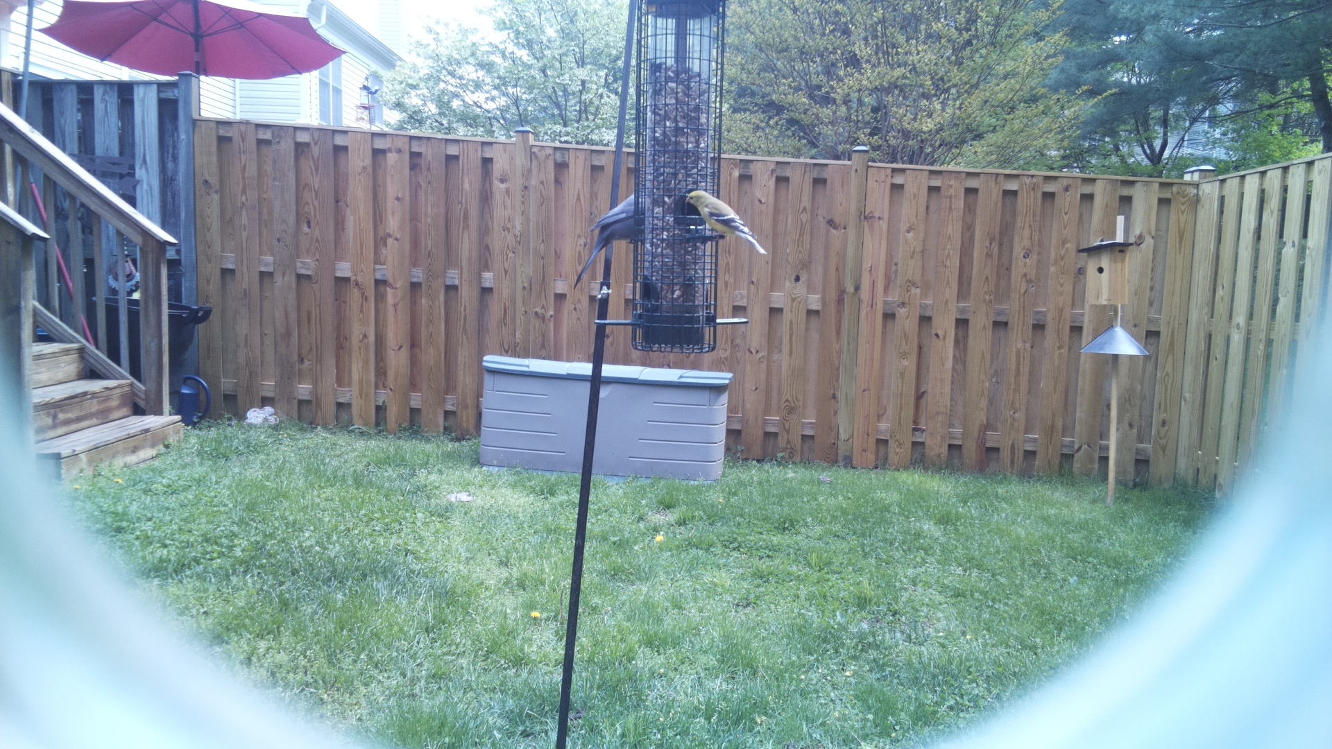 Gila Woodpecker