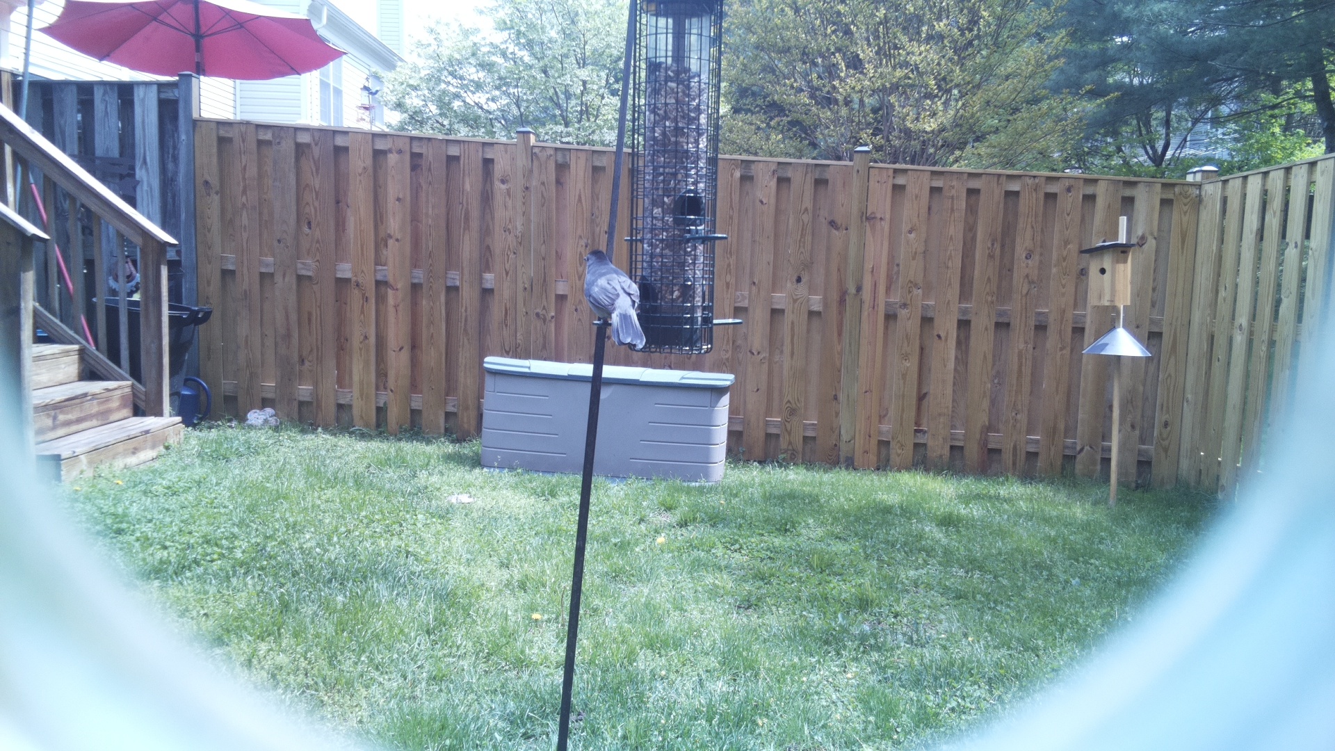 Azure Tit