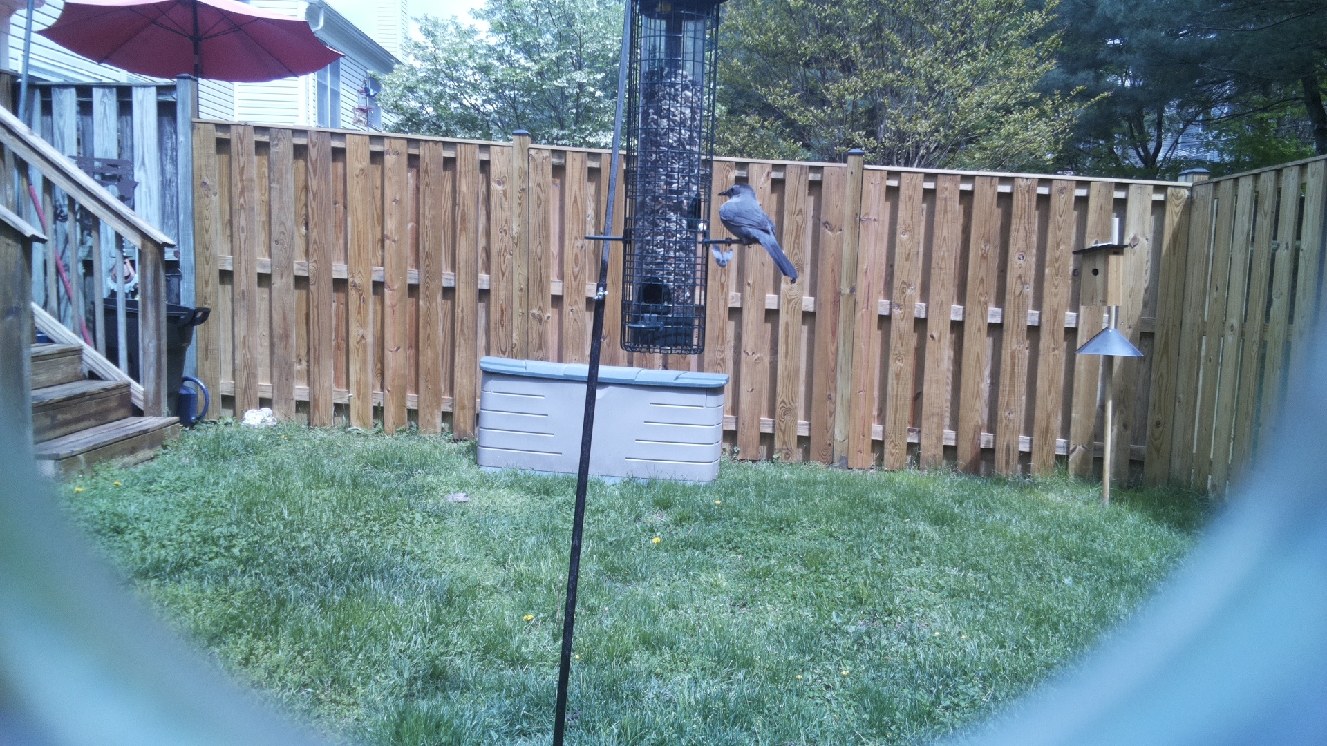 Gray Kingbird