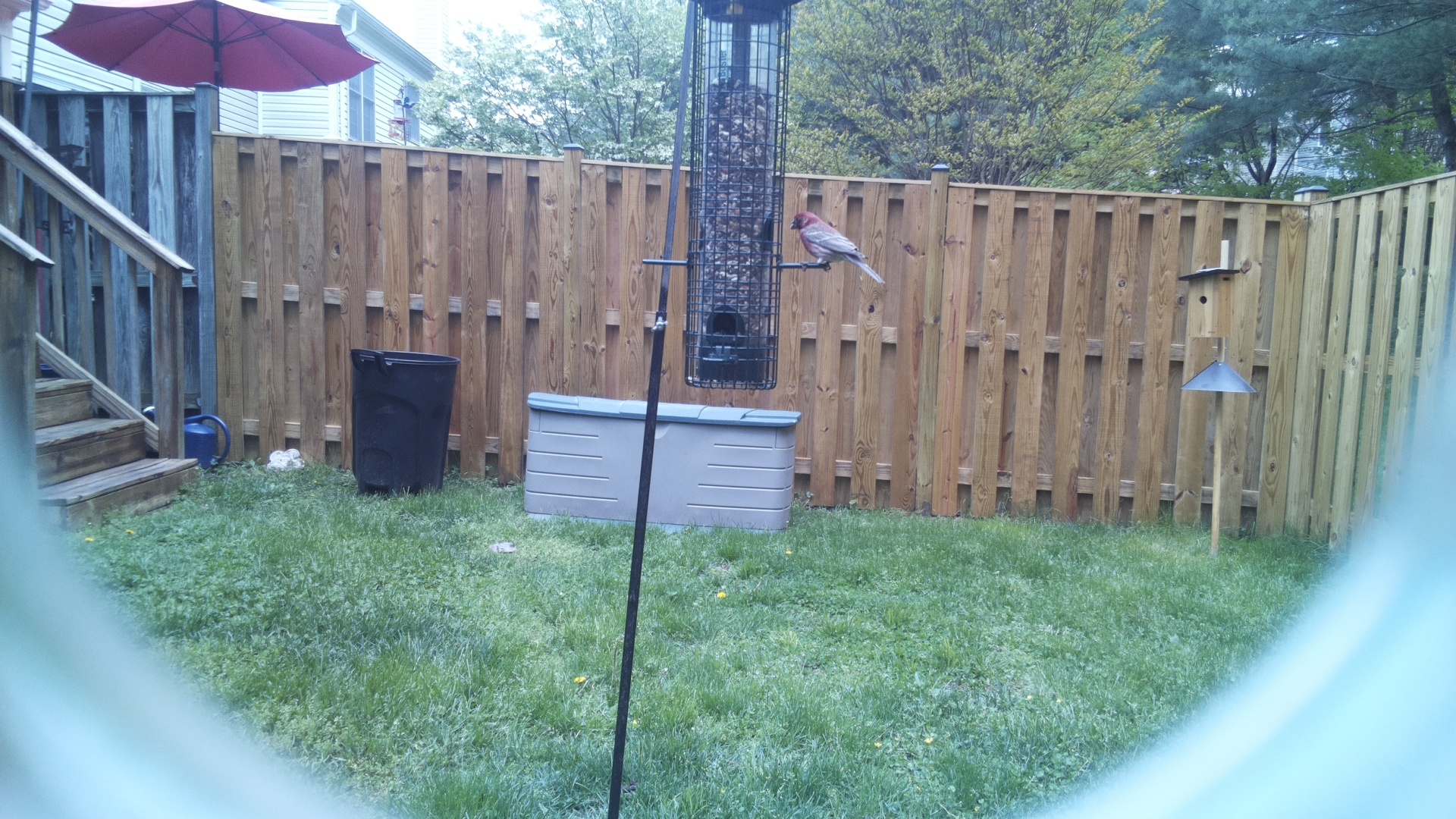 House Finch