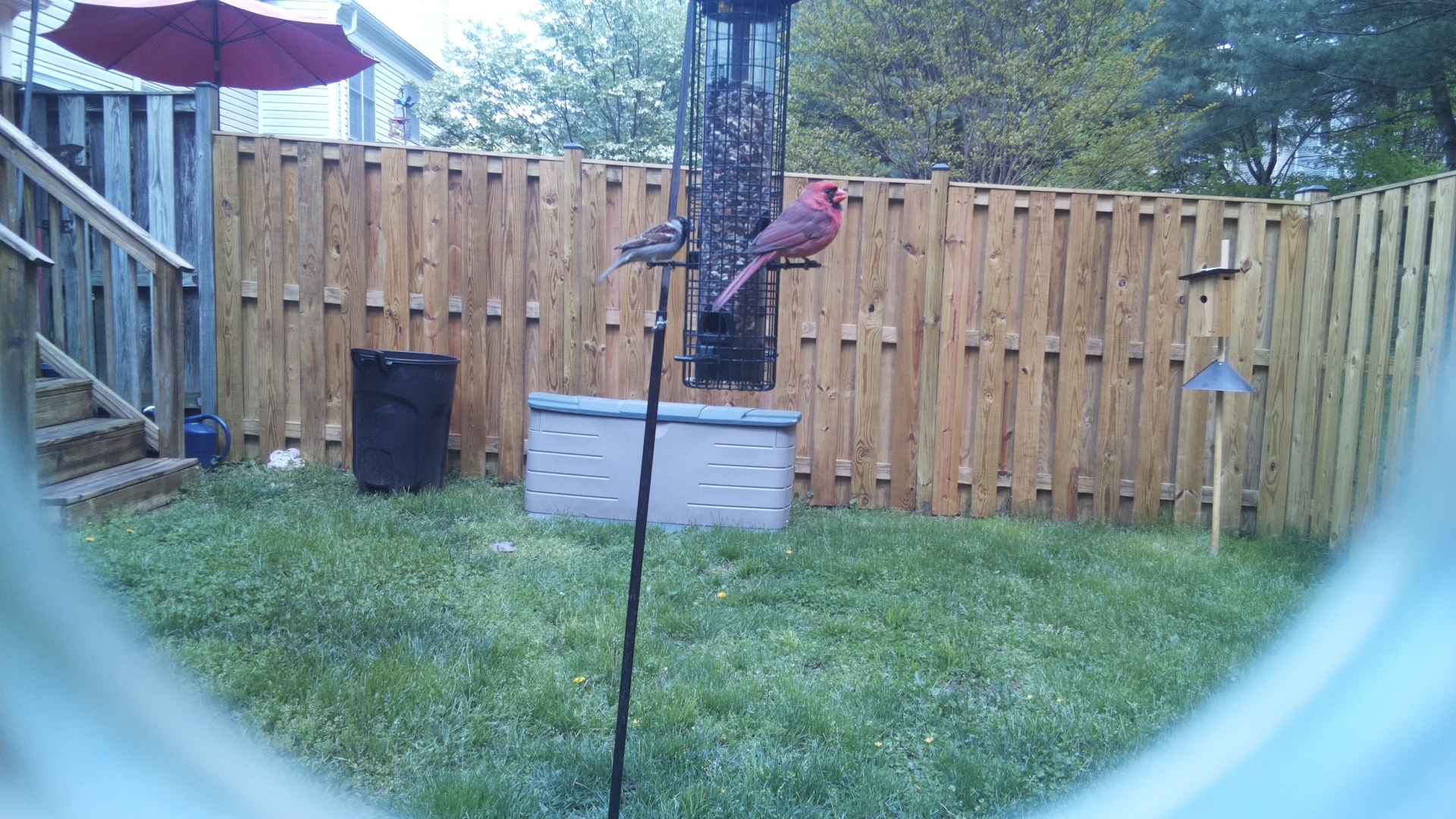 Northern Cardinal