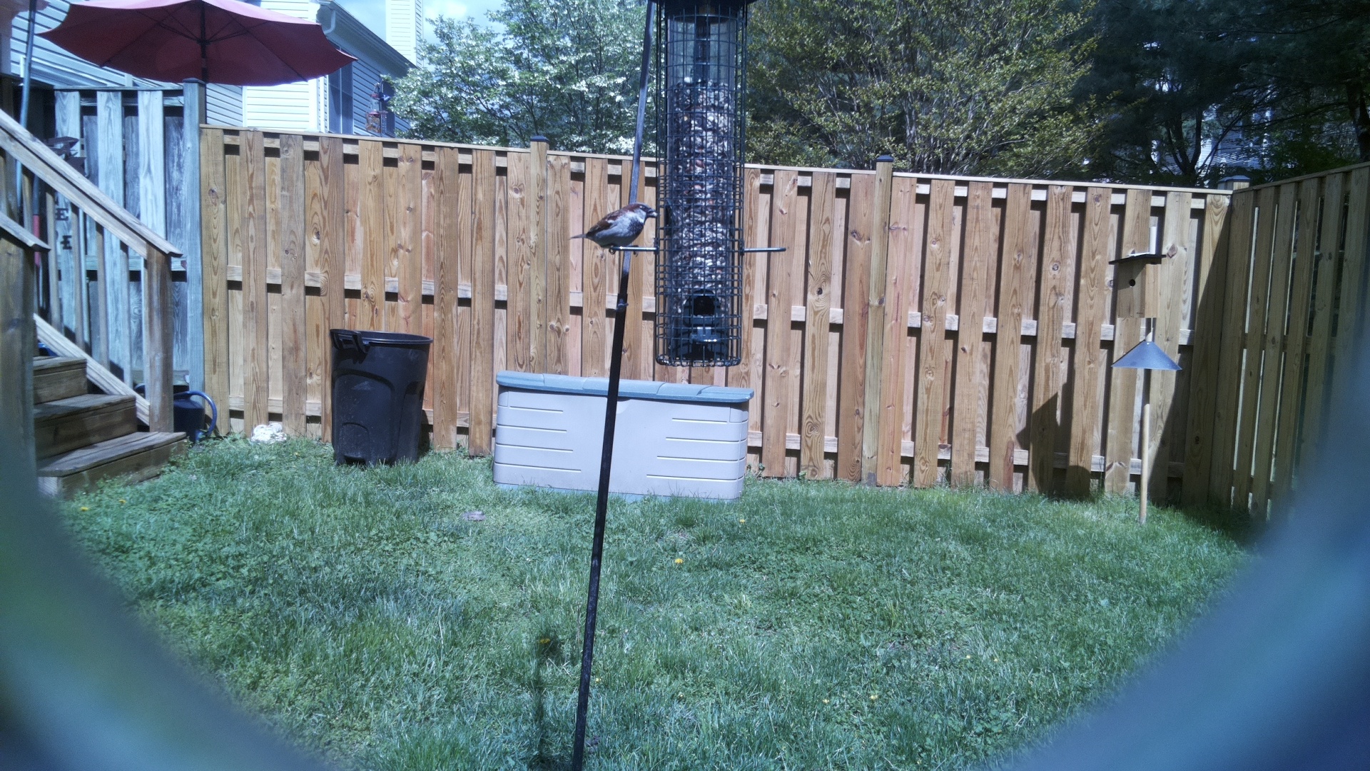 House Sparrow