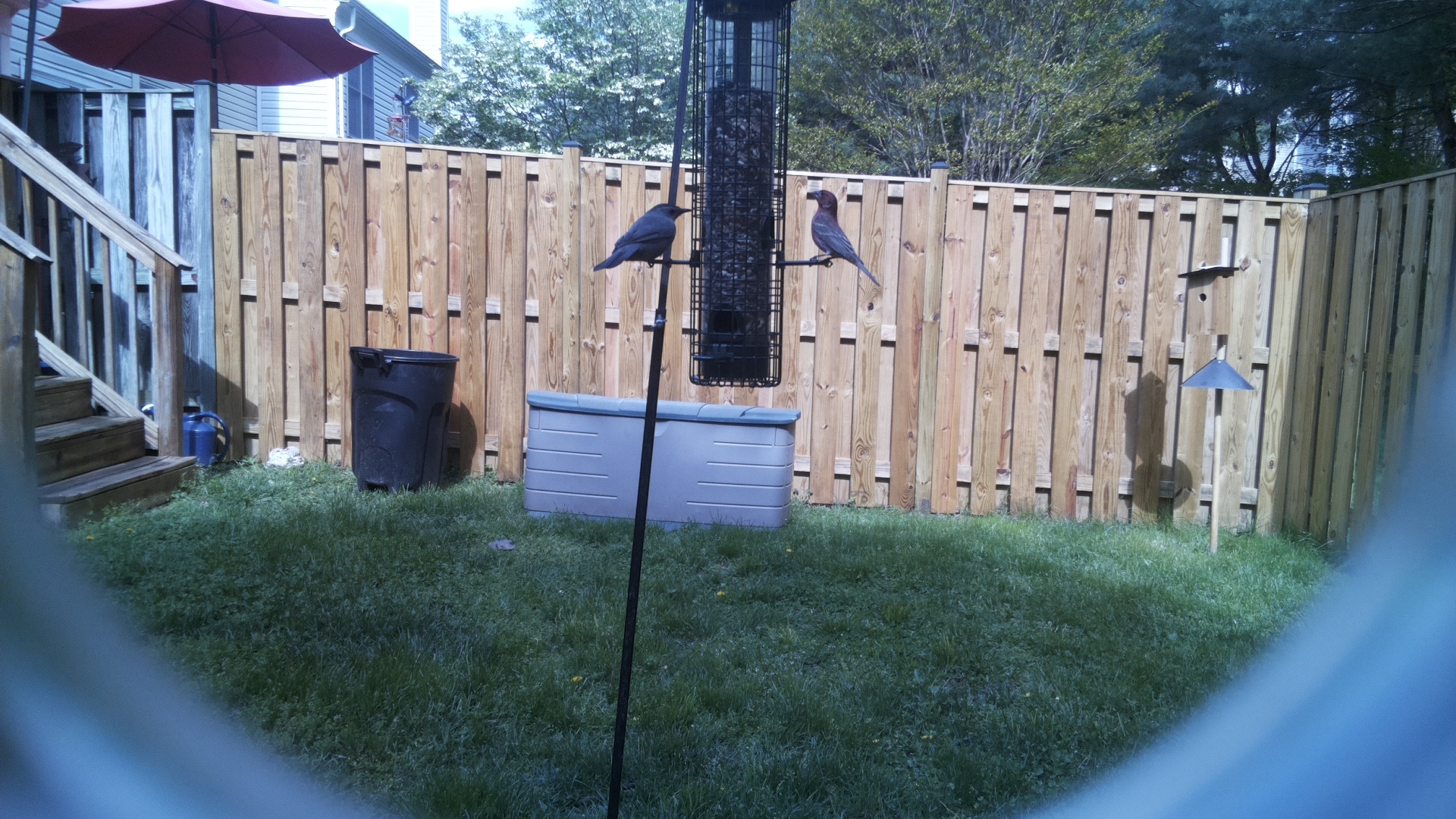 Blue Grosbeak