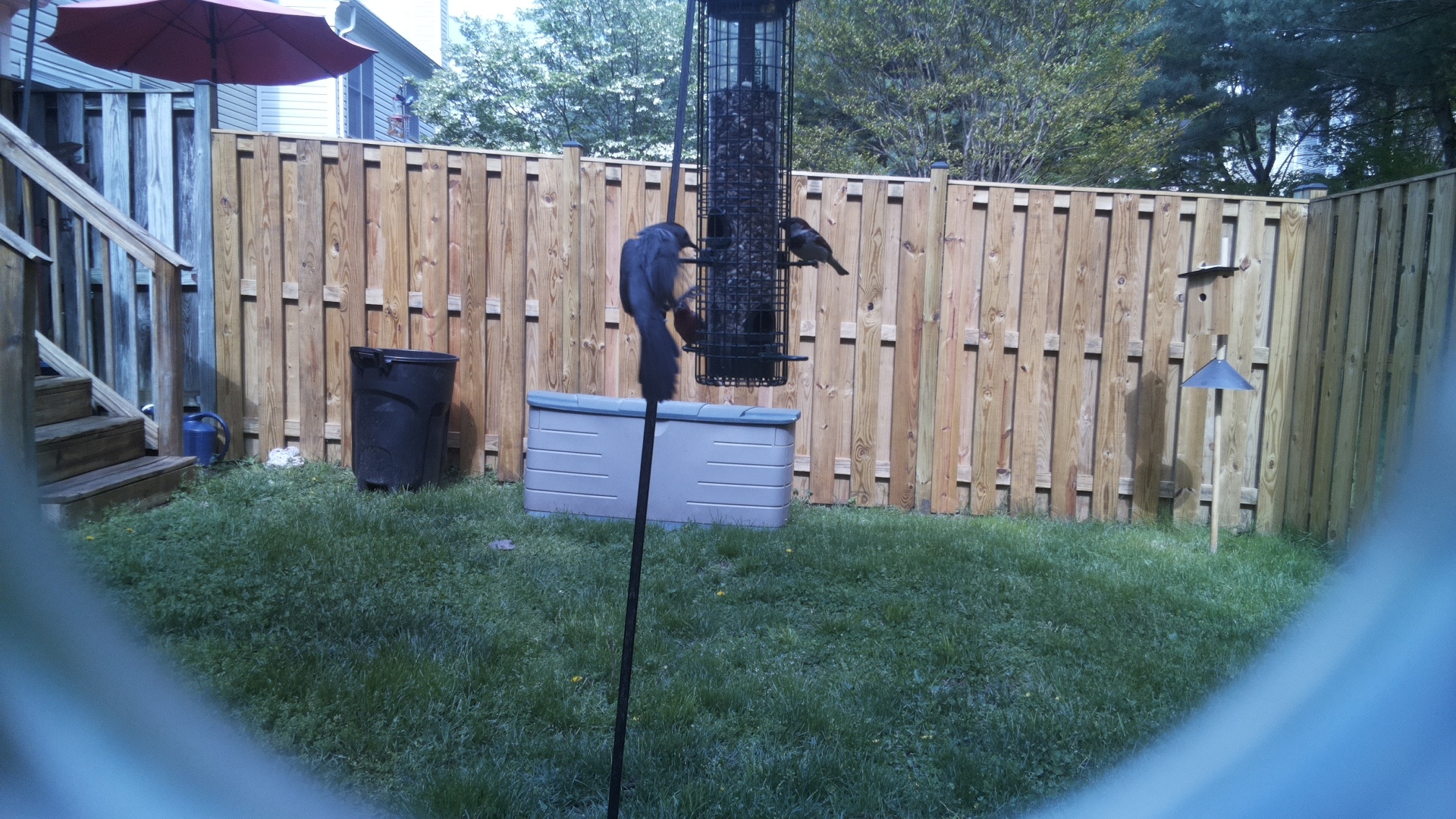 Tricolored Blackbird