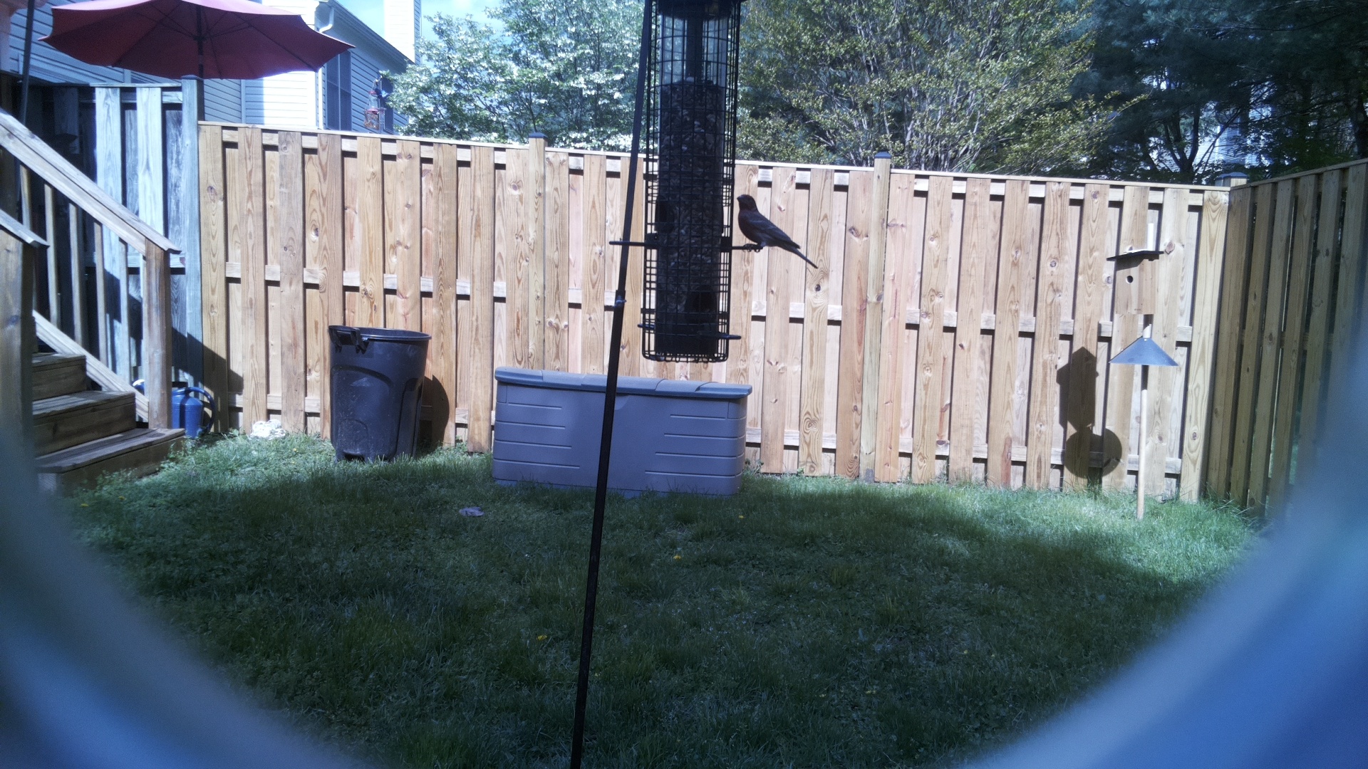 Asian Dollard Bird