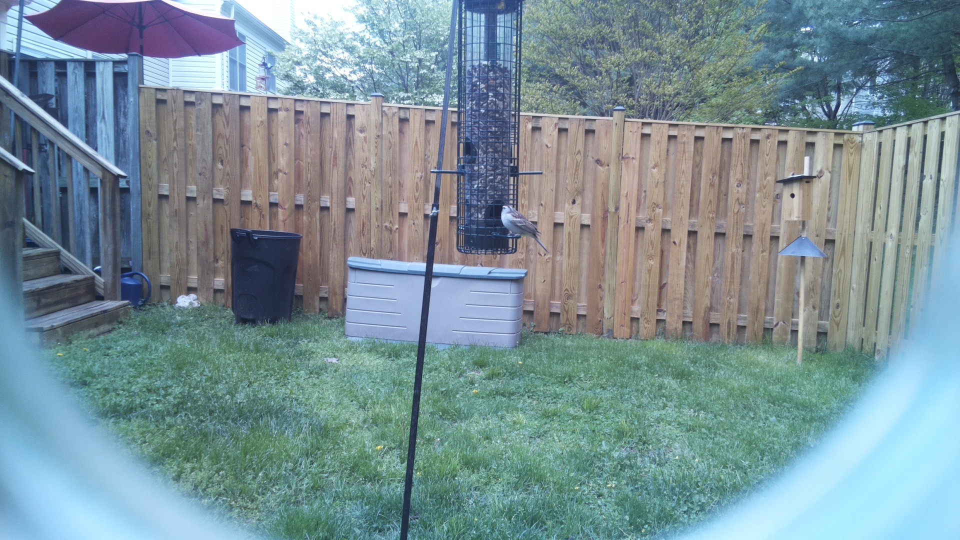 Gray Kingbird